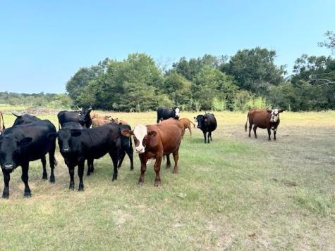 Tbd Fcr 601 Teague TX 75860