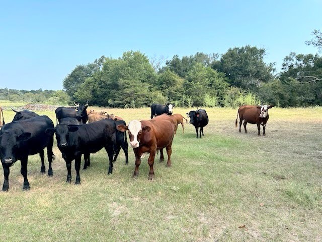 Tbd Fcr 601 Teague TX 75860