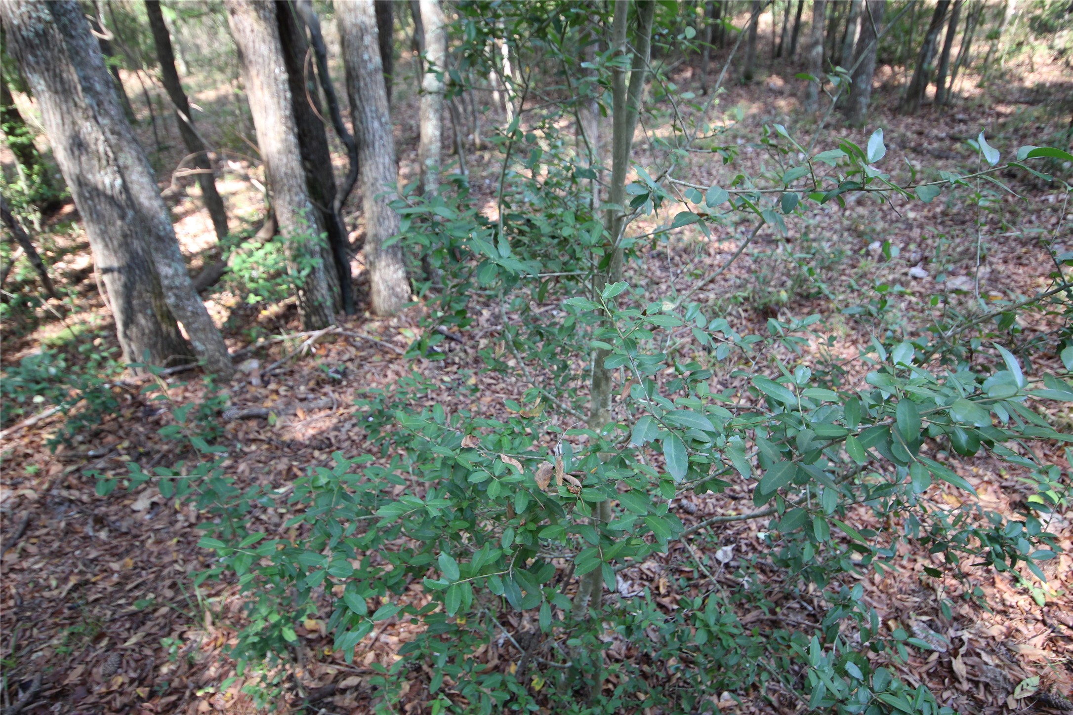0 Cr 347 Palestine TX 75802