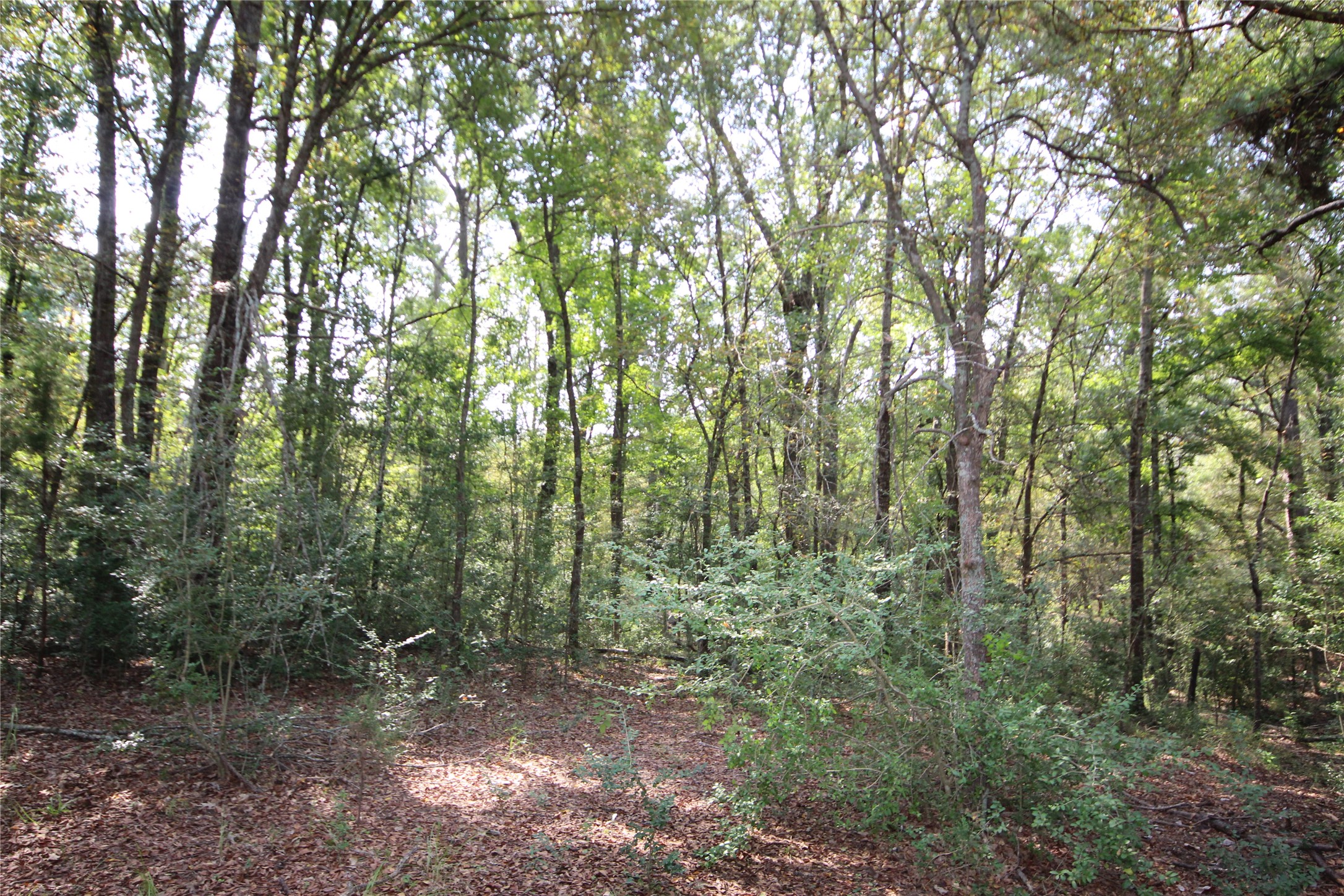 0 Cr 347 Palestine TX 75802