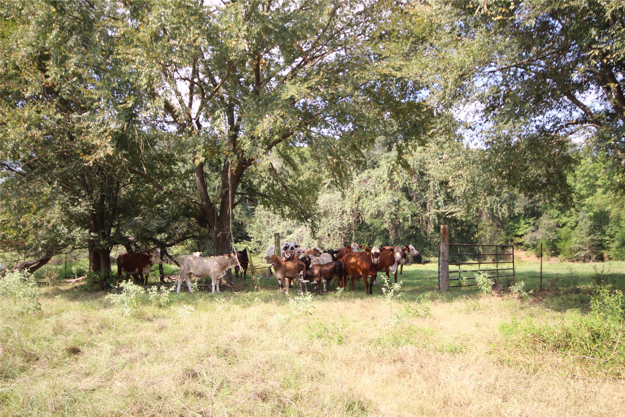 0 Cr 347 Palestine TX 75802