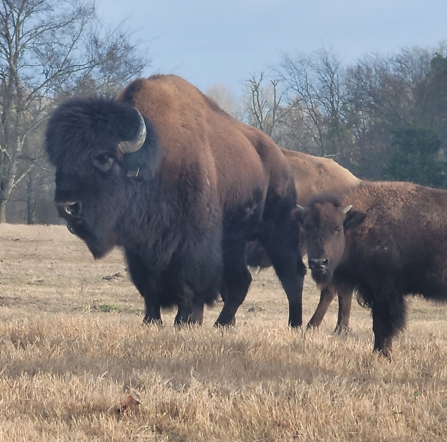 12403 Fm 1975 Gilmer TX 75644