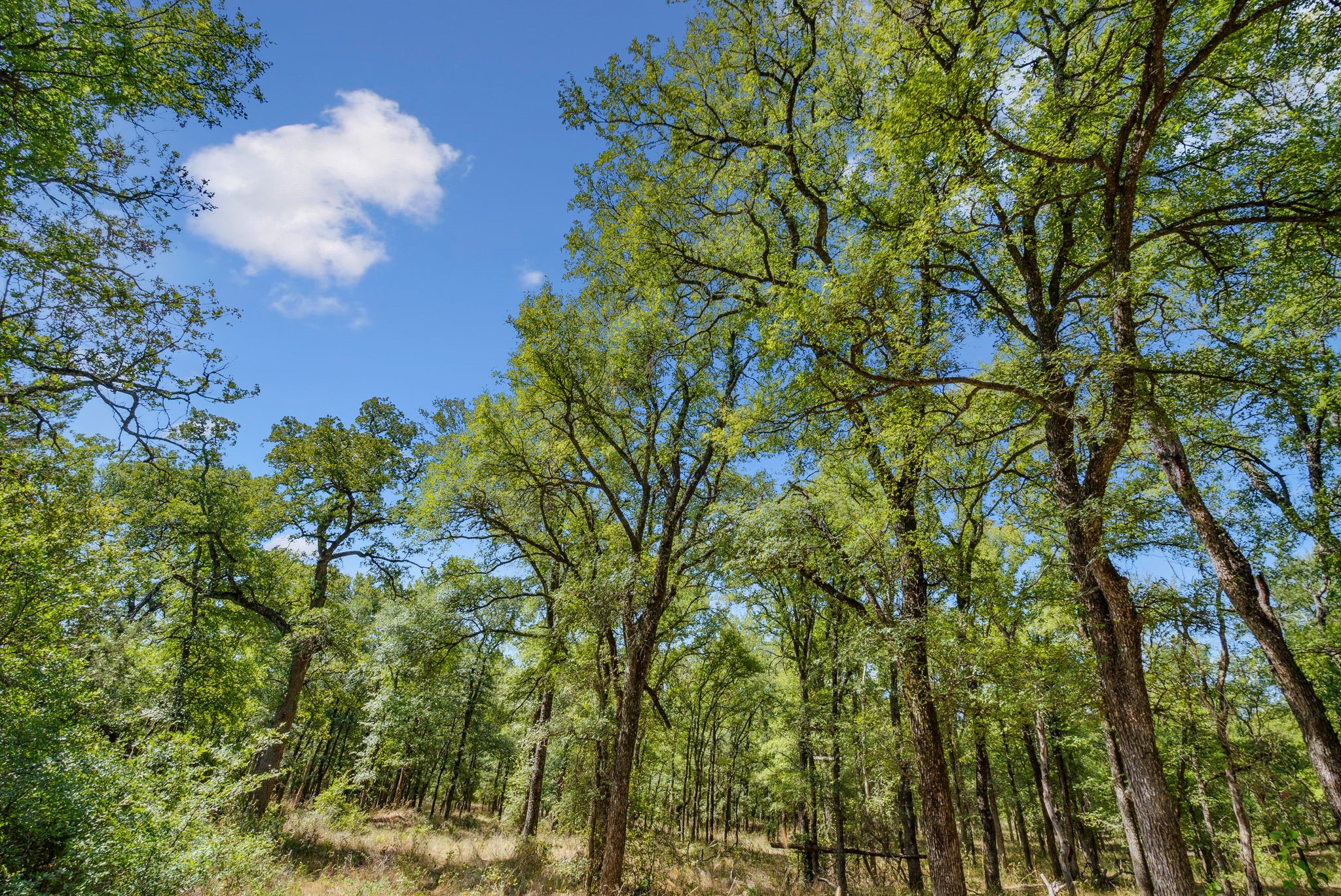 Tbd Armstrong Lane Bryson TX 76427