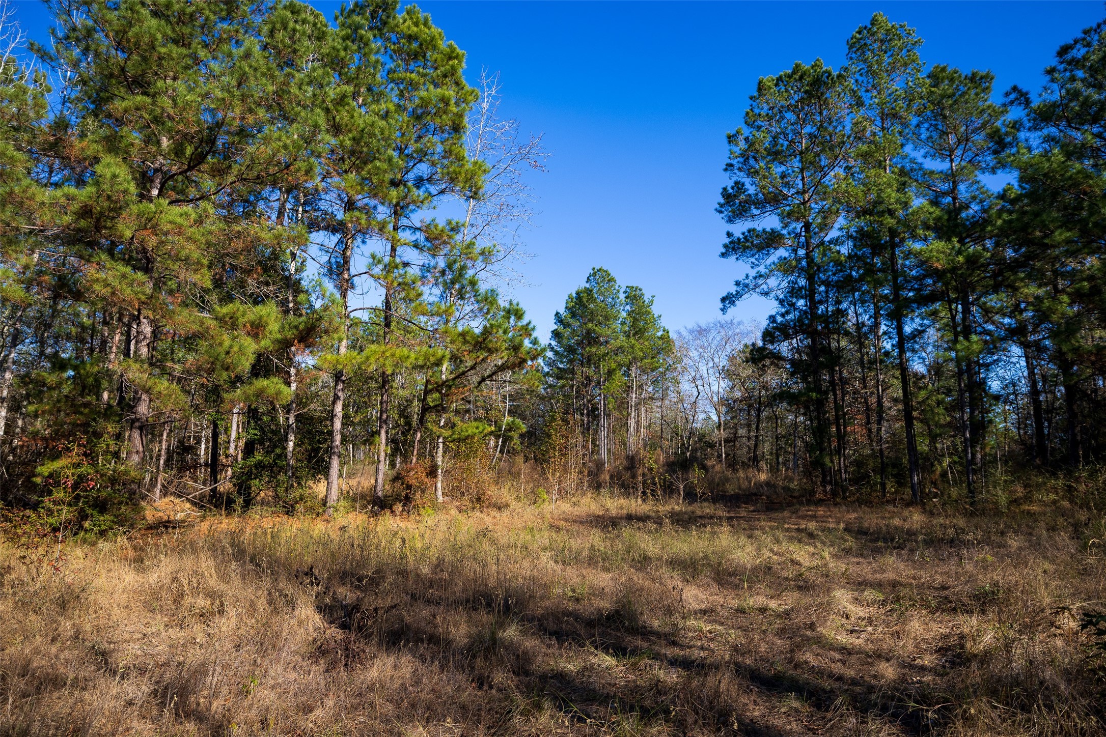 00 County Road 1135 Kennard TX 75835