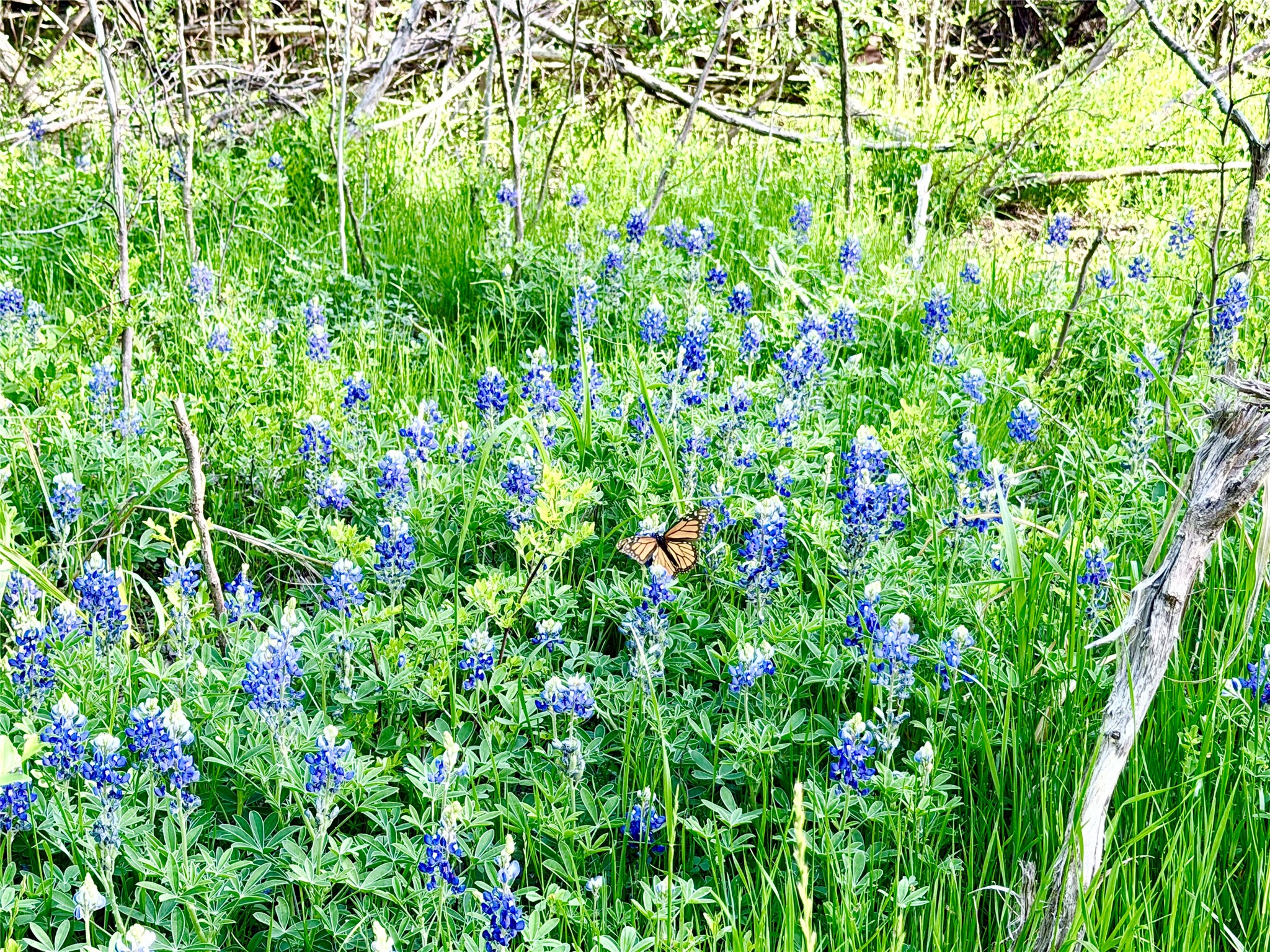 Tbd County Road 3204 Abbott TX 76621
