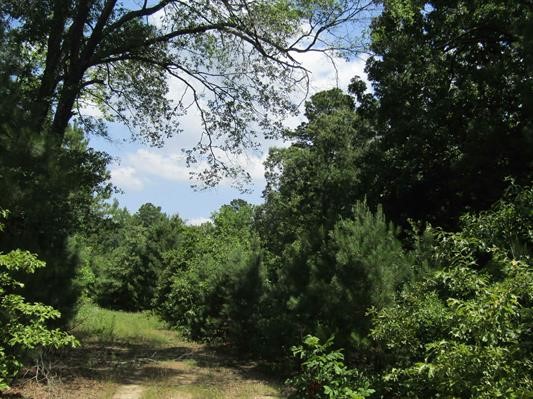 000 Farm To Market 114 Avery TX 75554