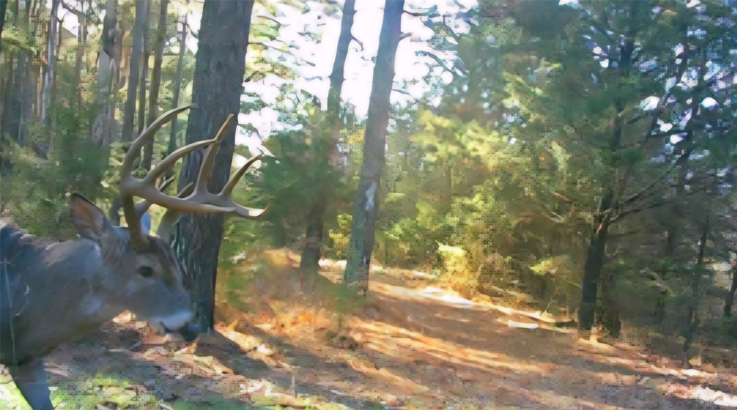 000 Farm To Market 114 Avery TX 75554