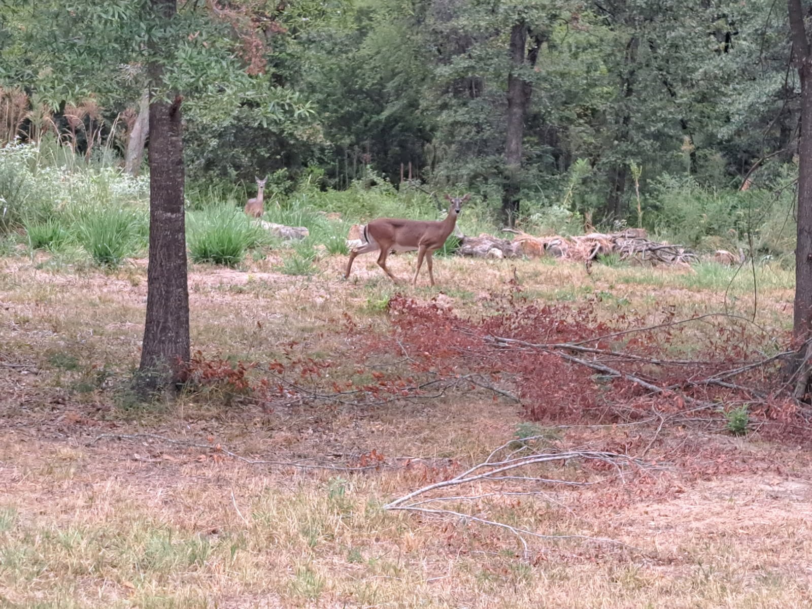 Tbd Rs County Road 3360 Emory TX 75440
