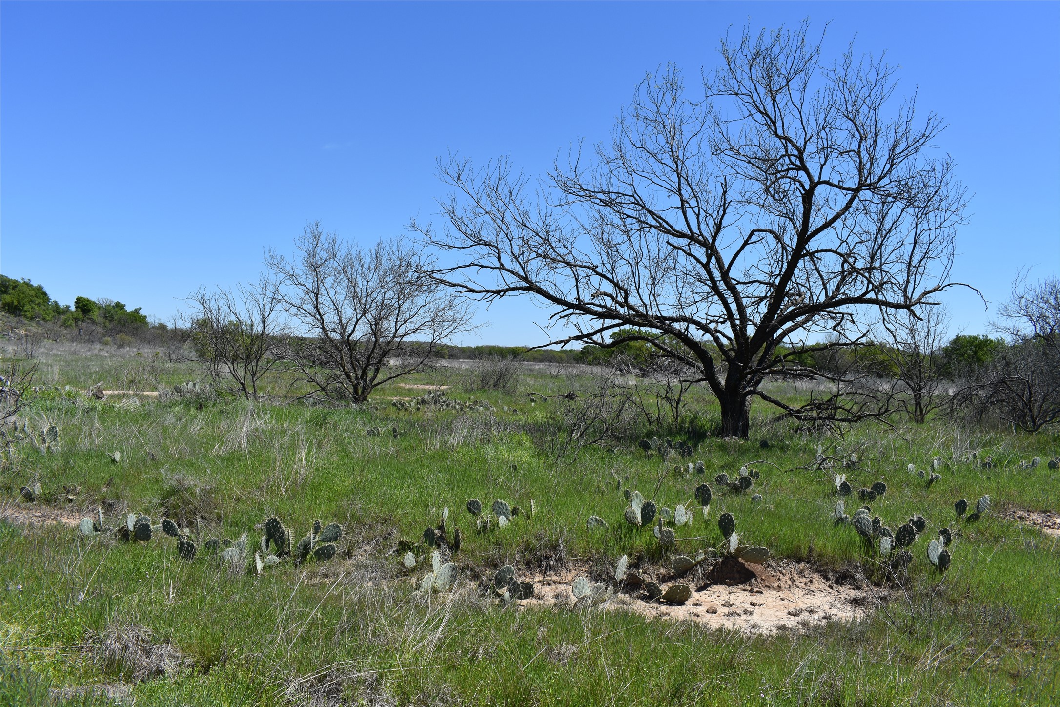 Tbd State Highway 148 Jacksboro TX 76458