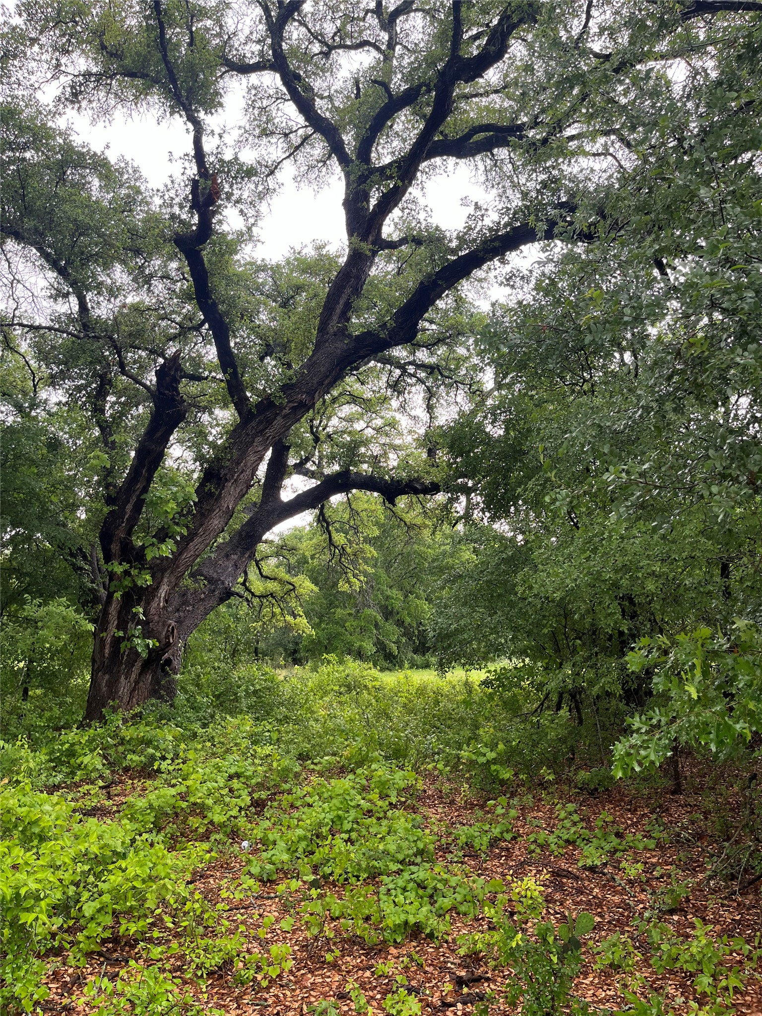 213 Pr 1743 B Clifton TX 76634