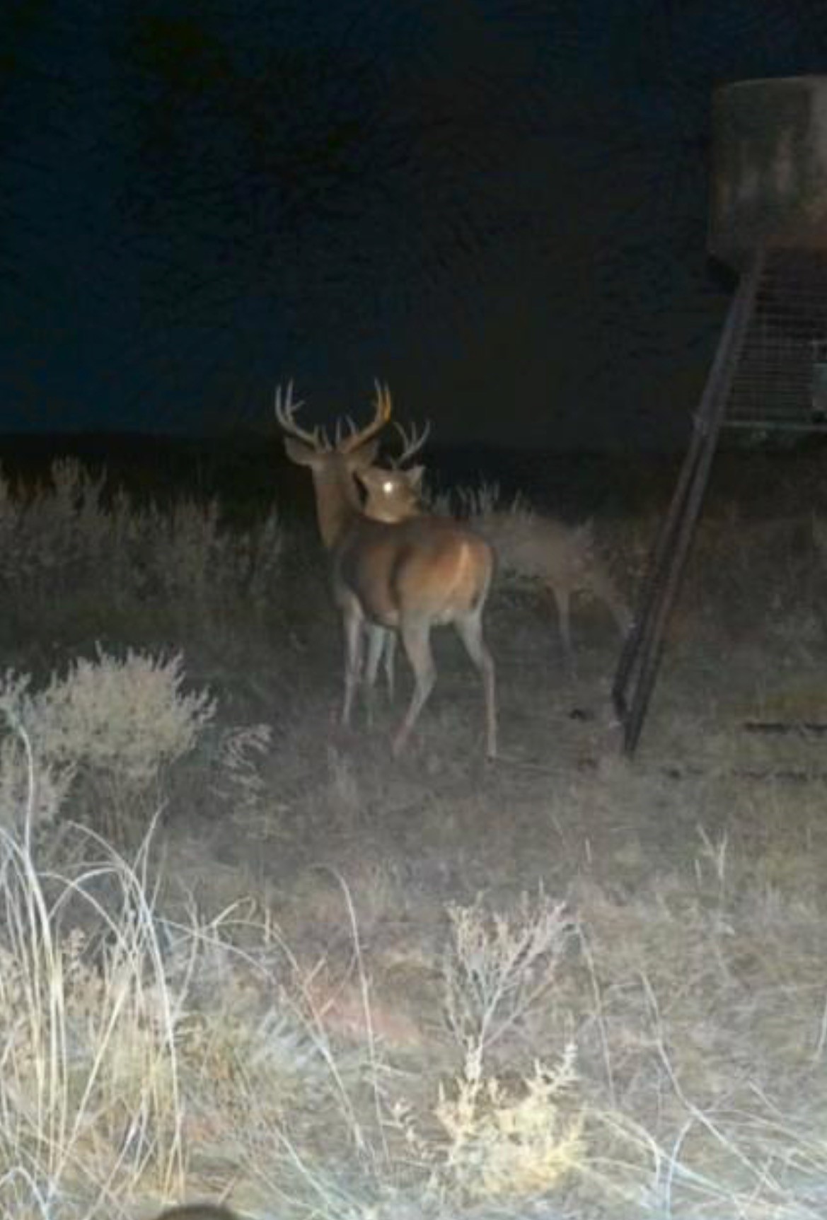 Tbd Fm 2321 Bellevue TX 76228