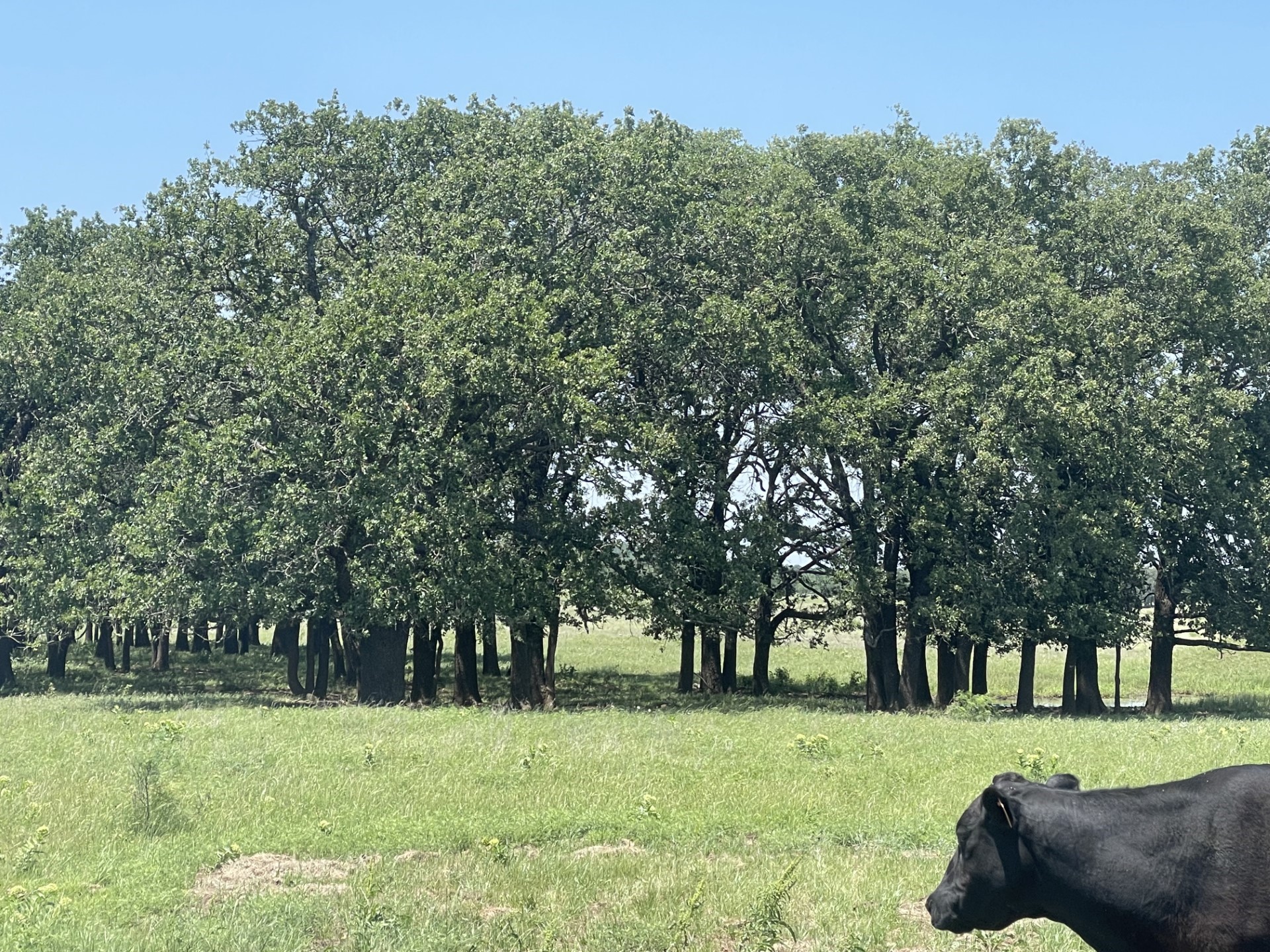 4730 Bugscuffle Road Bowie TX 76240