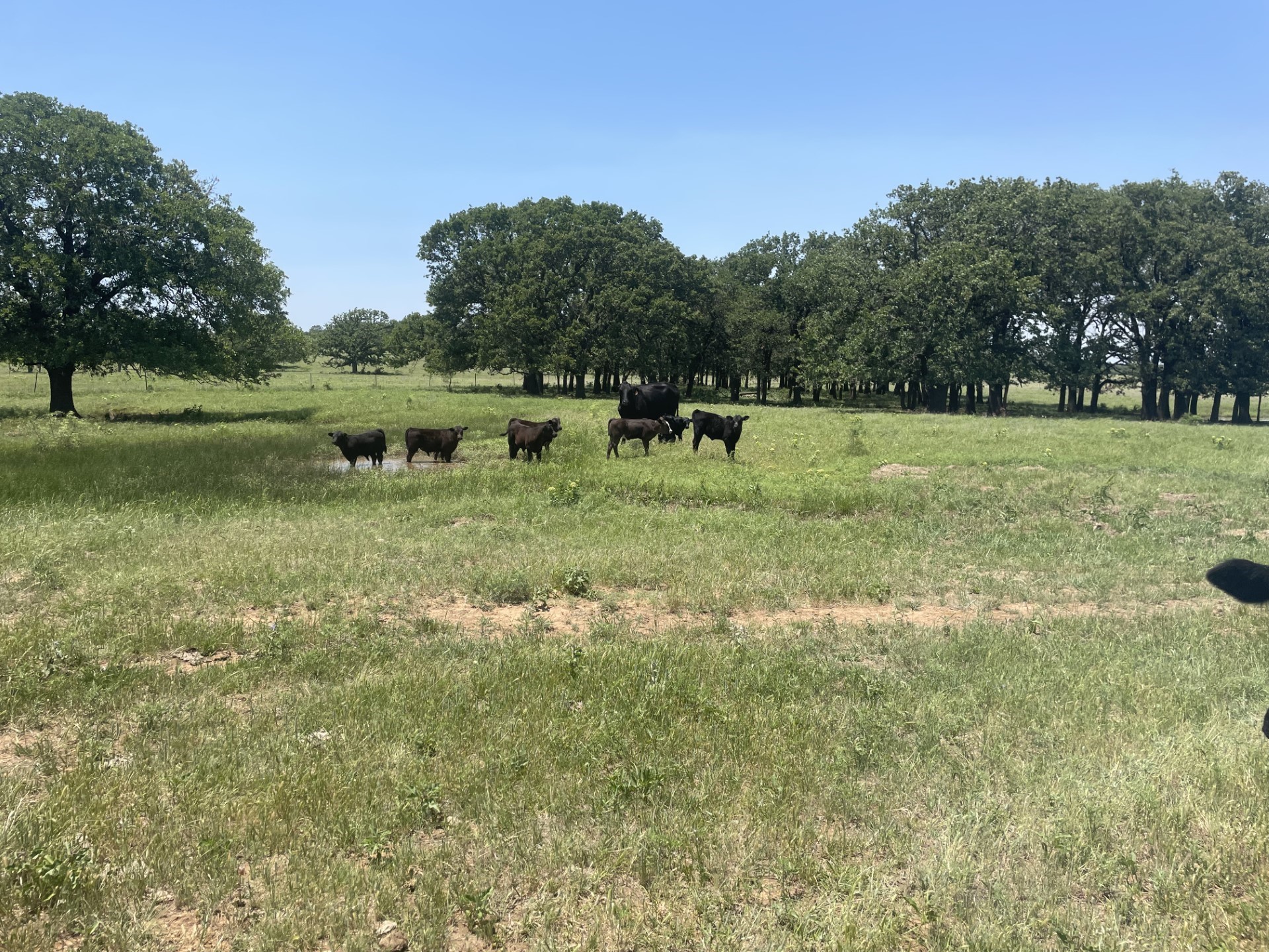 4730 Bugscuffle Road Bowie TX 76240
