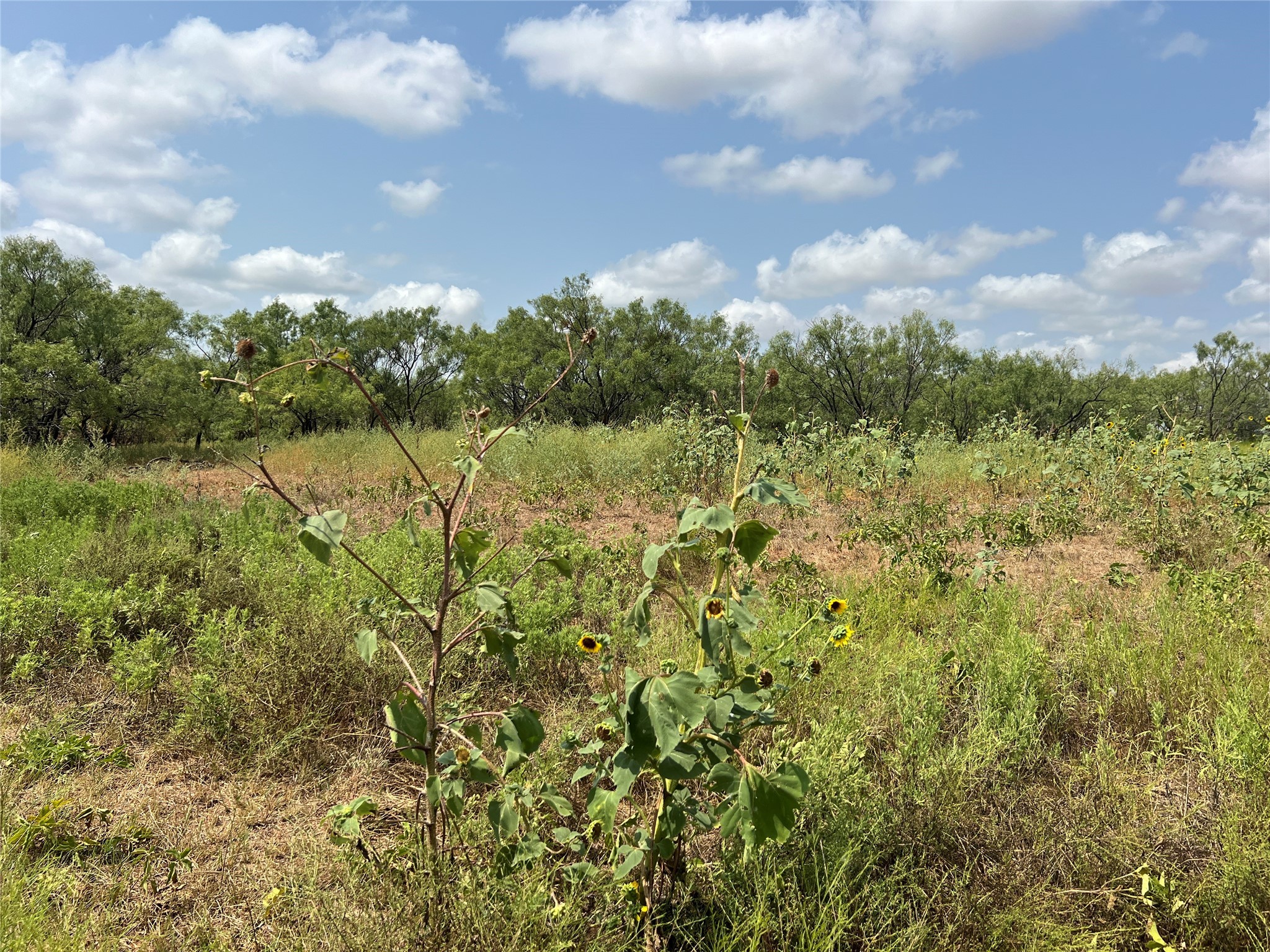 Tbd Fm 614 Ovalo TX 79541