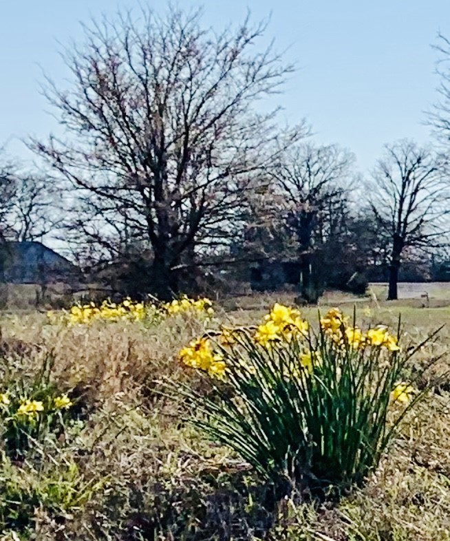 Lot 2 County Road 3541 Saltillo TX 75478