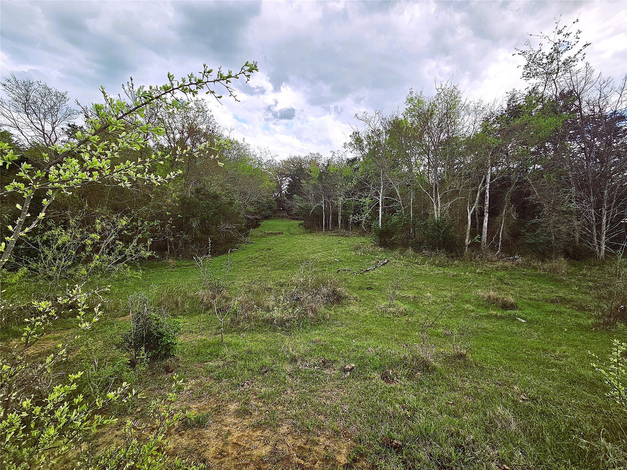 55.76 Acres Fm-3371 Groesbeck TX 76642