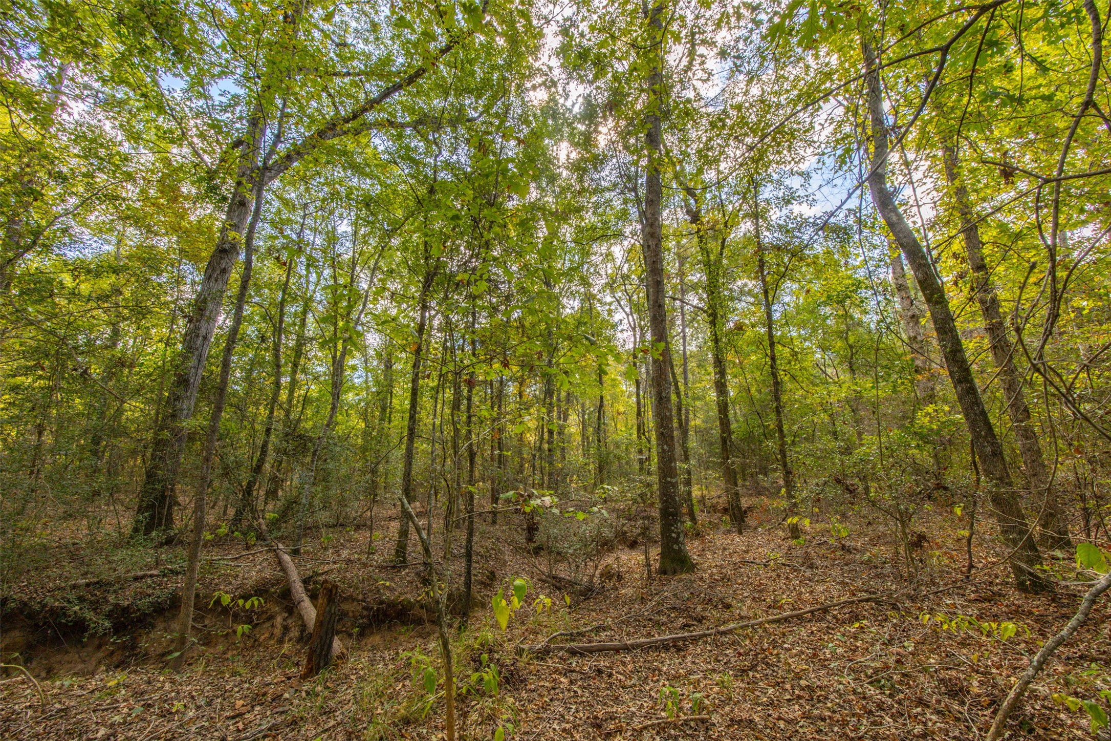 00 County Road 857 Nacogdoches TX 75964
