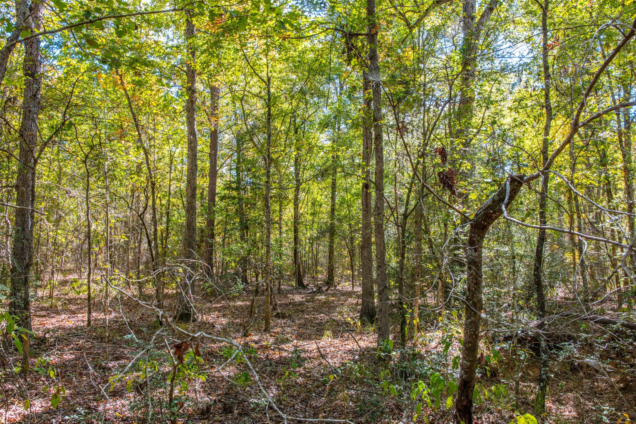 00 County Road 857 Nacogdoches TX 75964