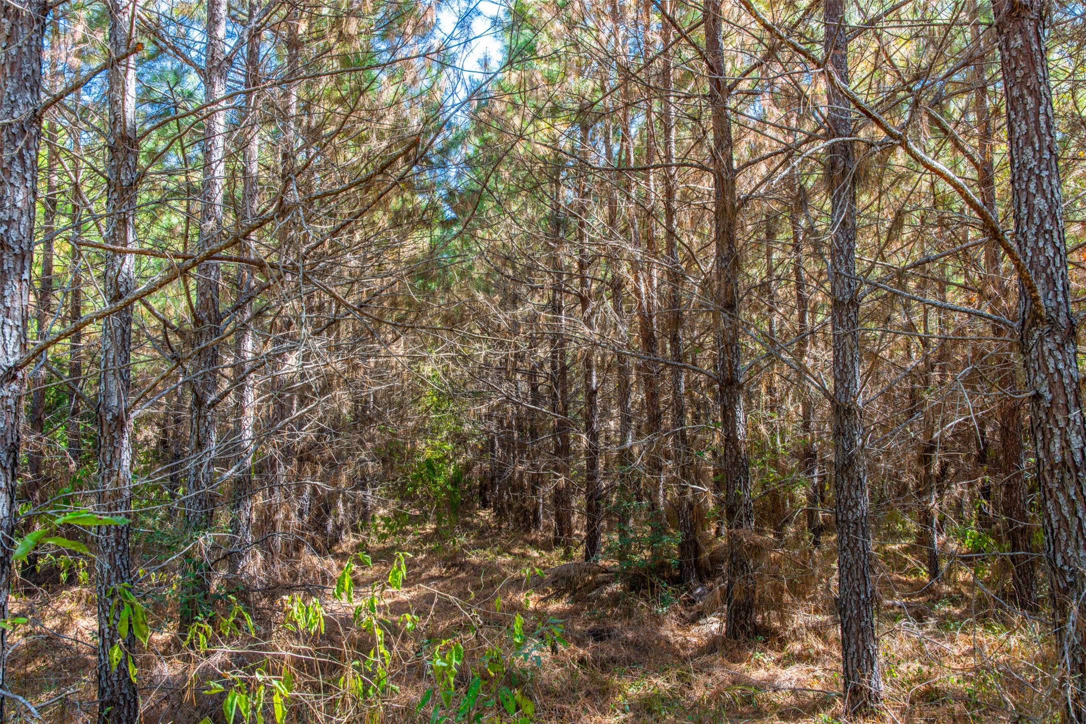 00 County Road 857 Nacogdoches TX 75964