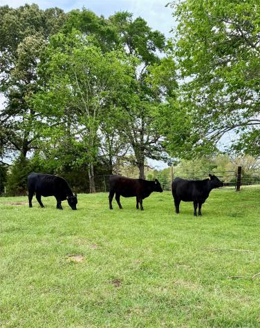 214 Cr 4413 Jacksonville TX 75785