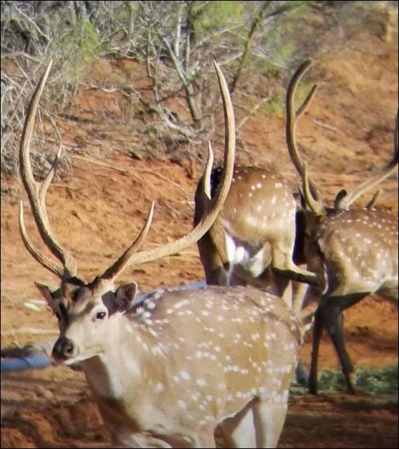 2367 County Road 311 Gouldbusk TX 76845