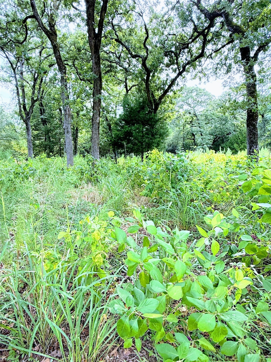 Tbd Trailride Hilltop Lakes TX 77871