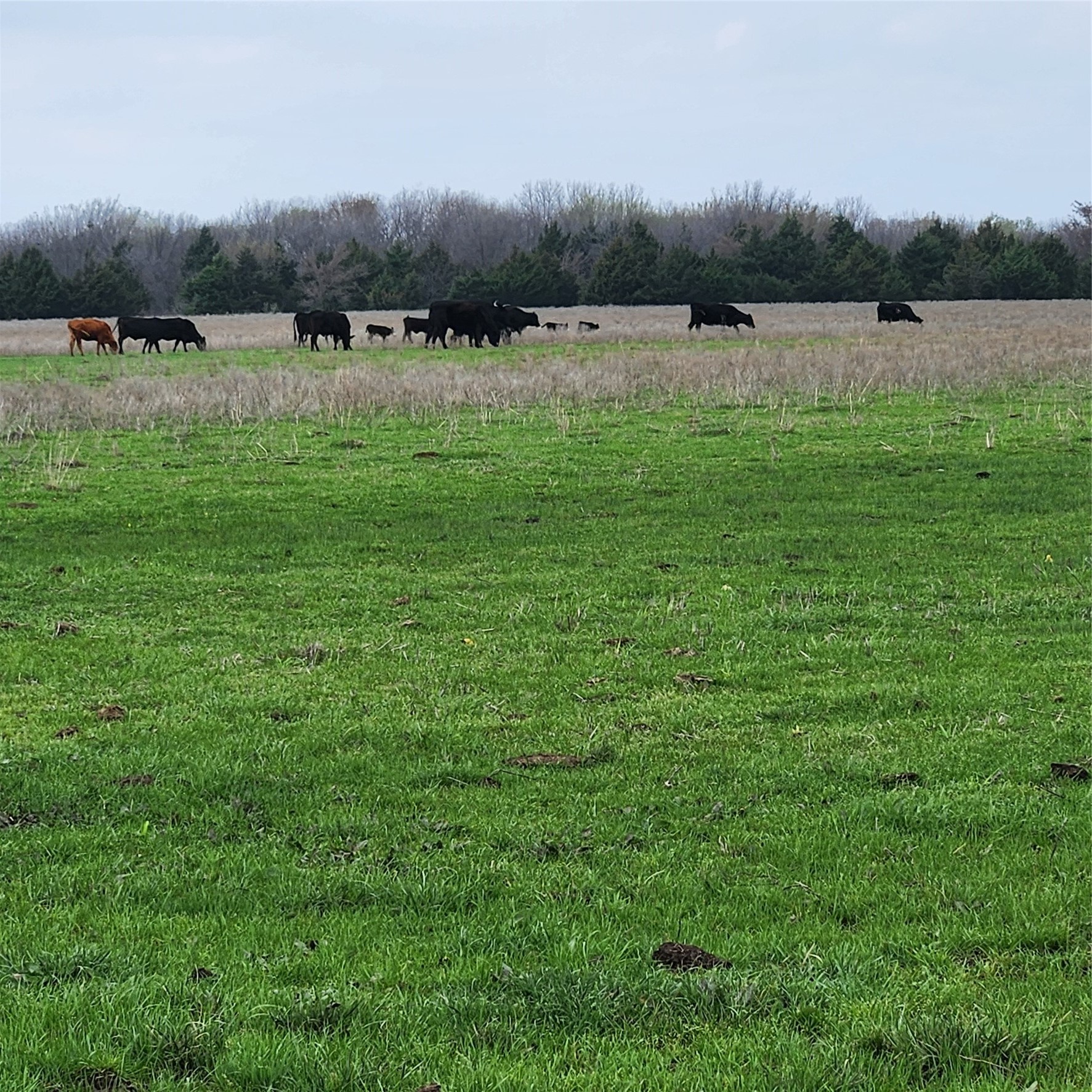 00 W Hinton Street Tioga TX 76271