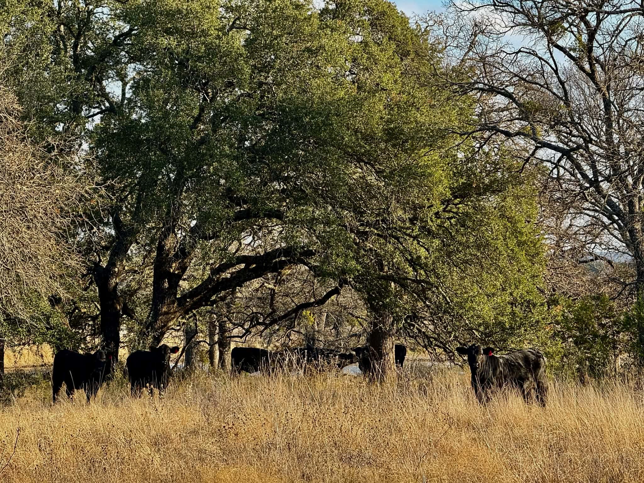 Tbd Cr 2200 Hico TX 76457
