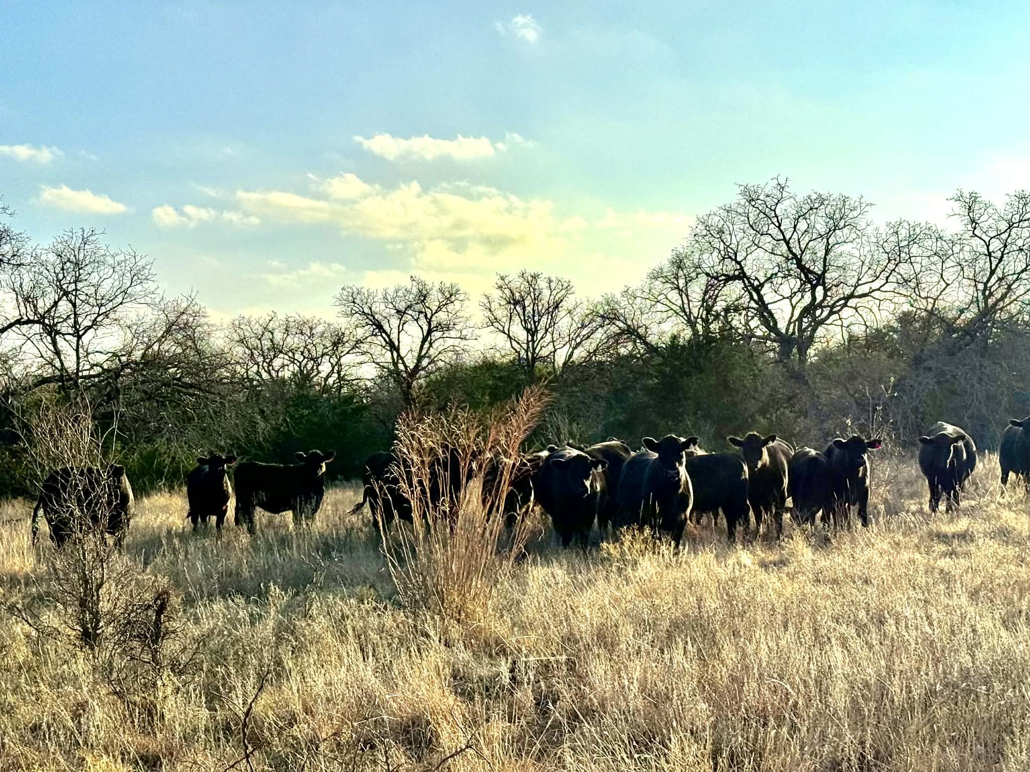 Tbd Cr 2200 Hico TX 76457