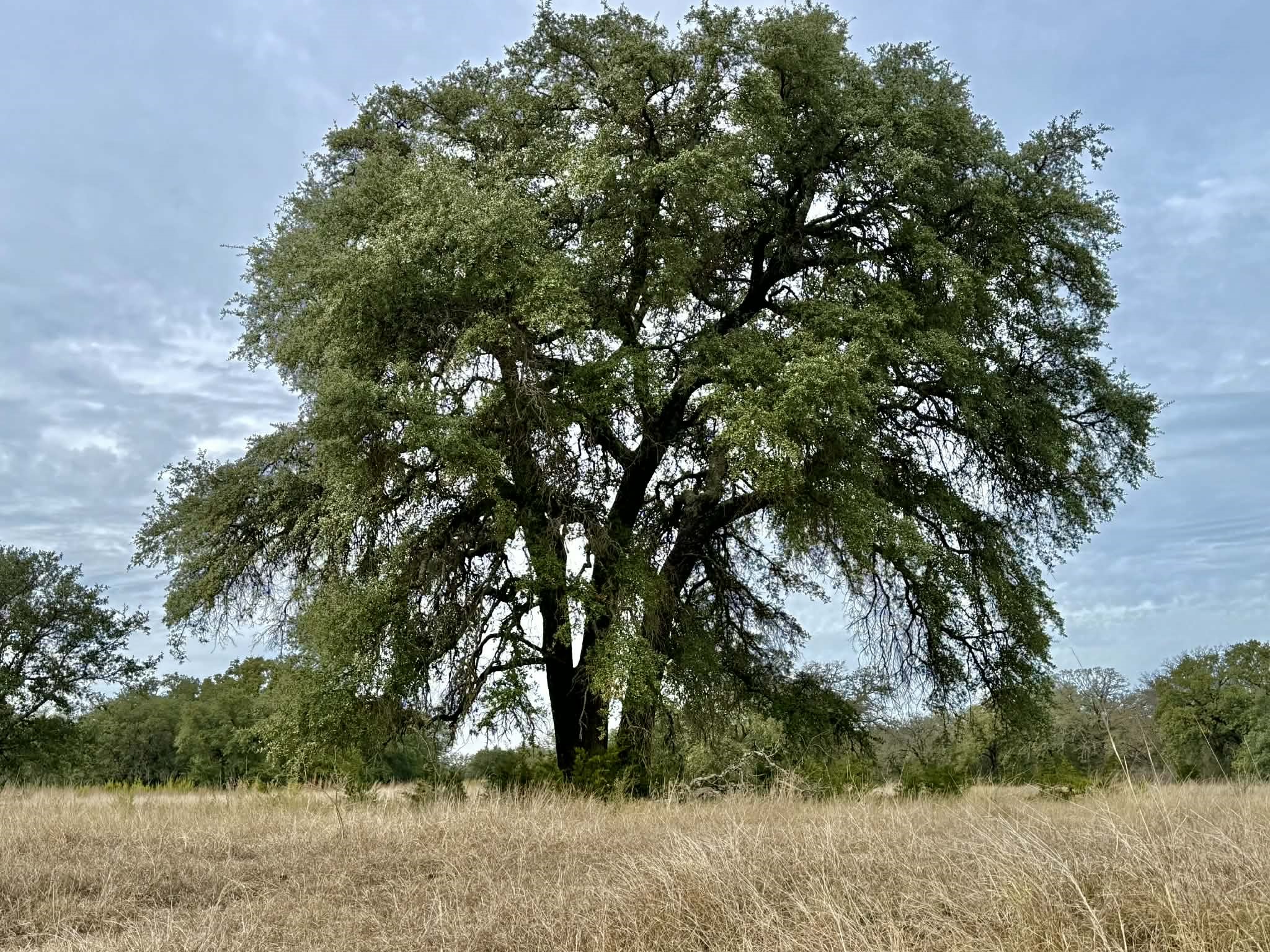 Tbd Cr 2200 Hico TX 76457
