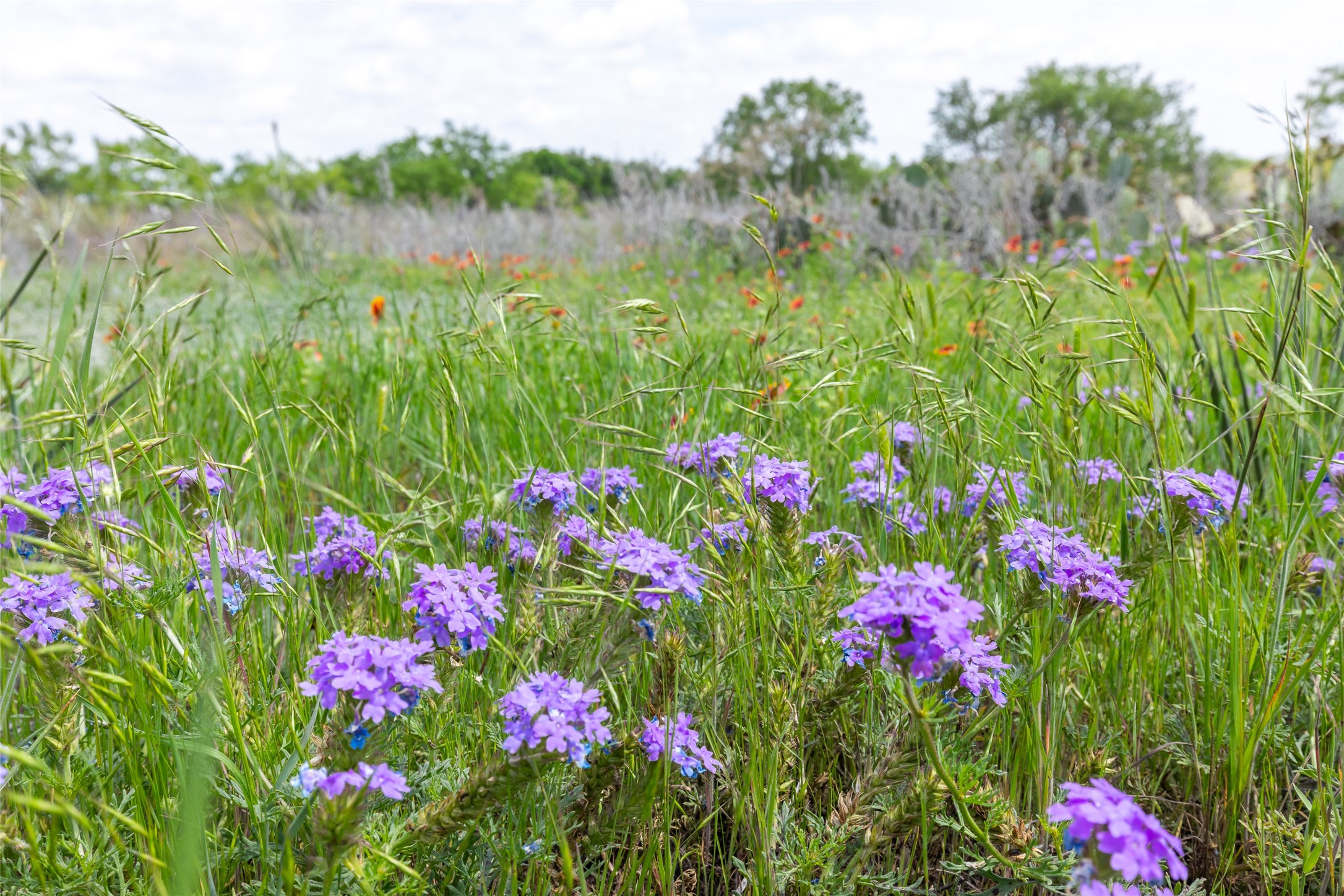 46.5 Ac. Us Highway 84 Lawn TX 79530