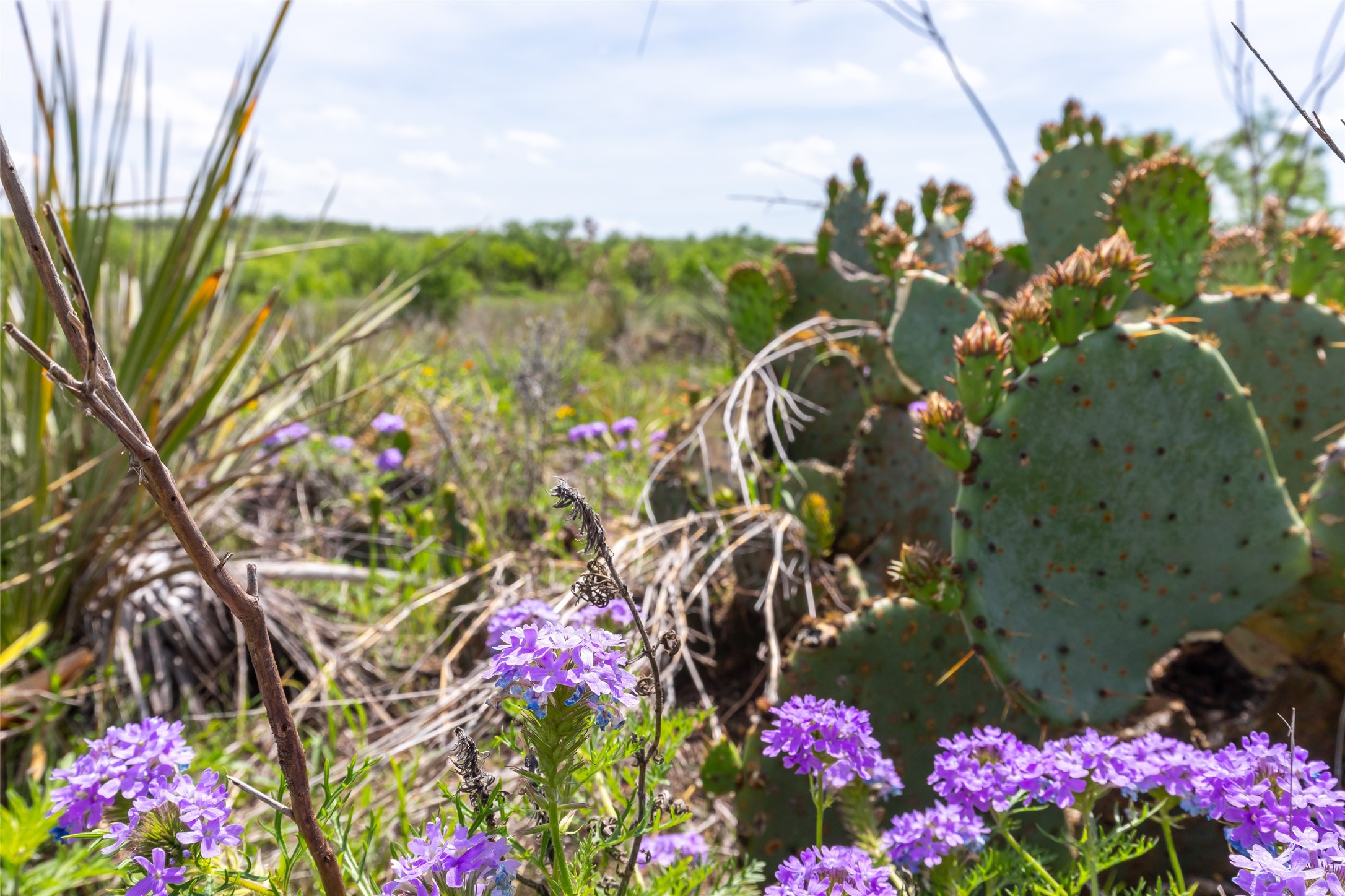 46.5 Ac. Us Highway 84 Lawn TX 79530