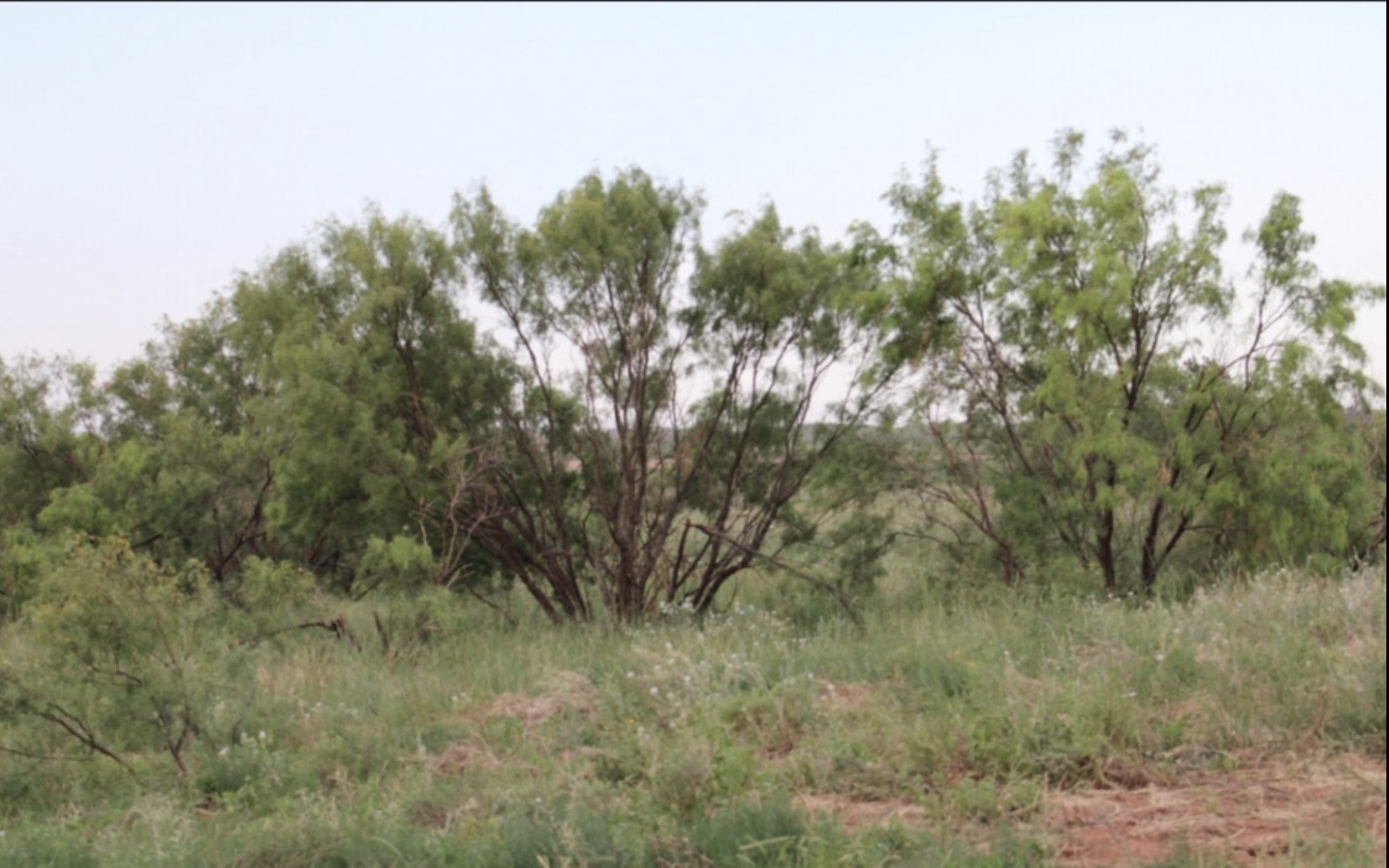 300 County Road 232 Rotan TX 79546