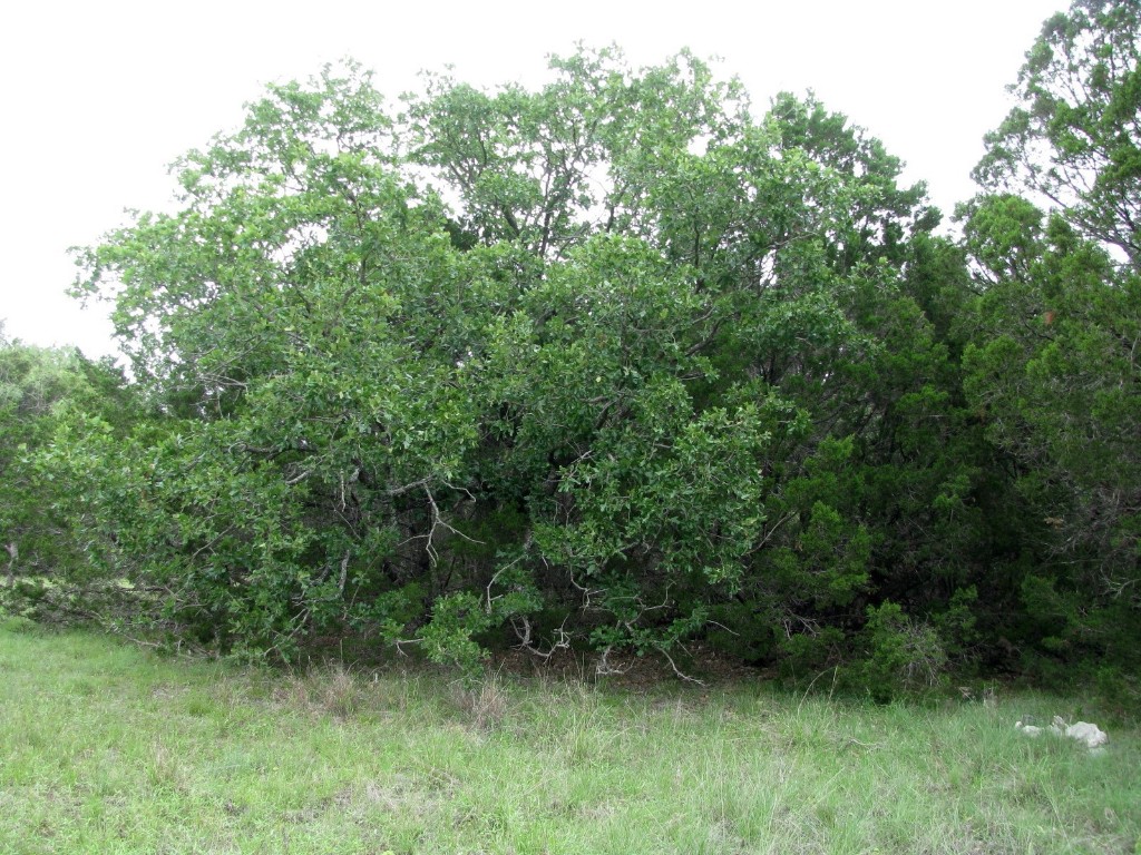 Tbd-lot 41 Pr 42107 Evant TX 76525