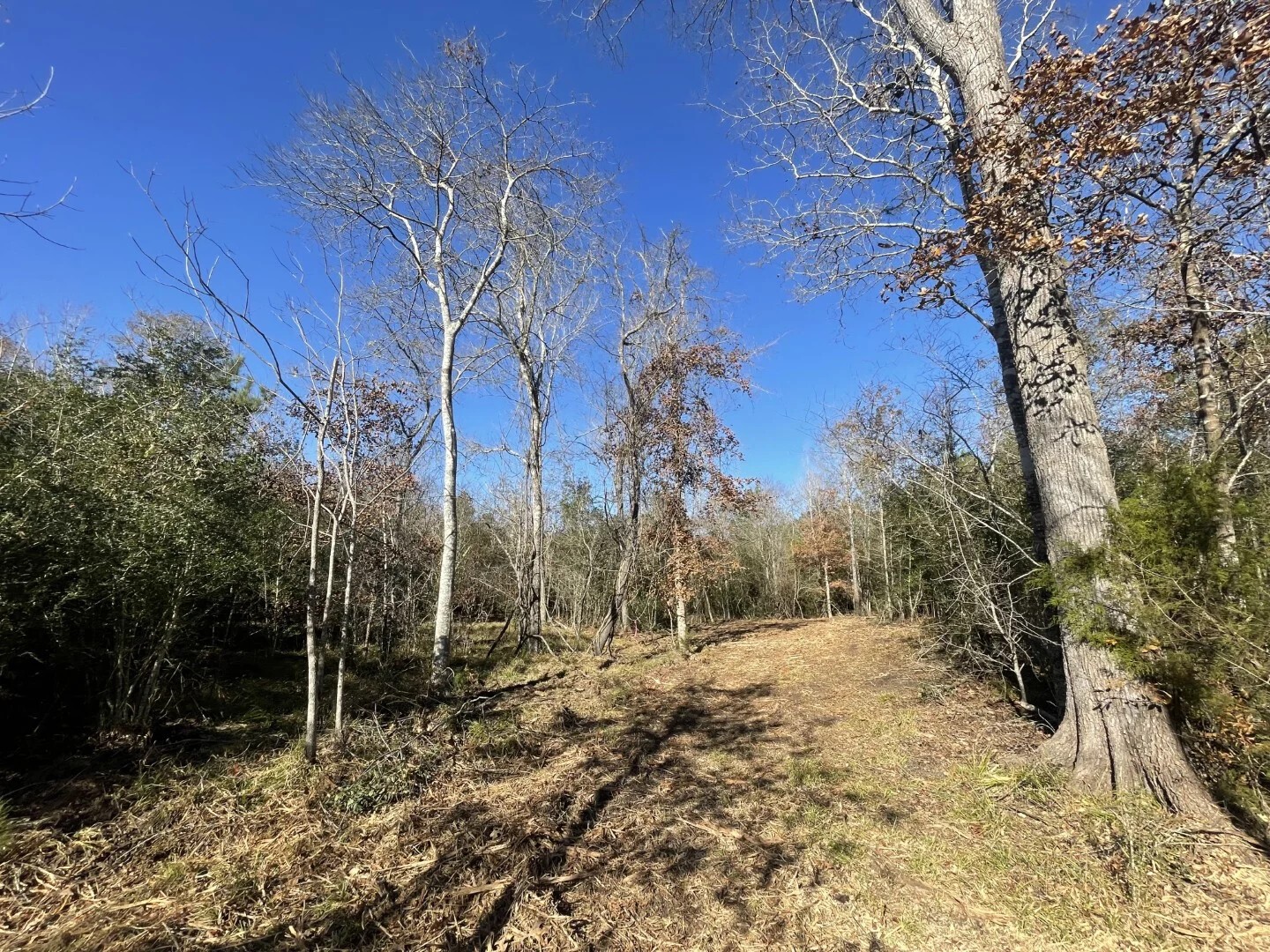Lot 6 E Fm 942 Corrigan TX 75934