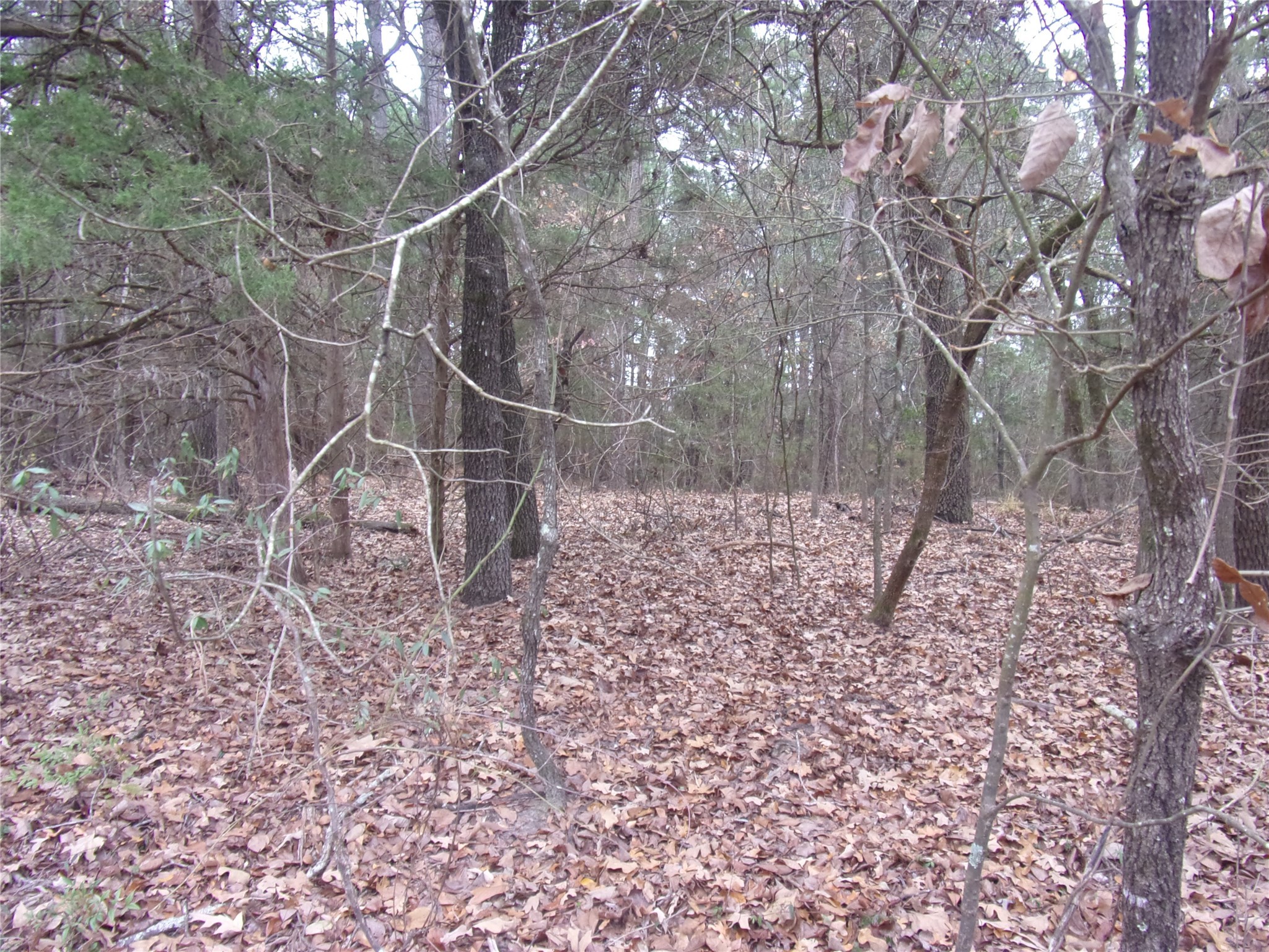 000 Briar Valley Murchison TX 75778