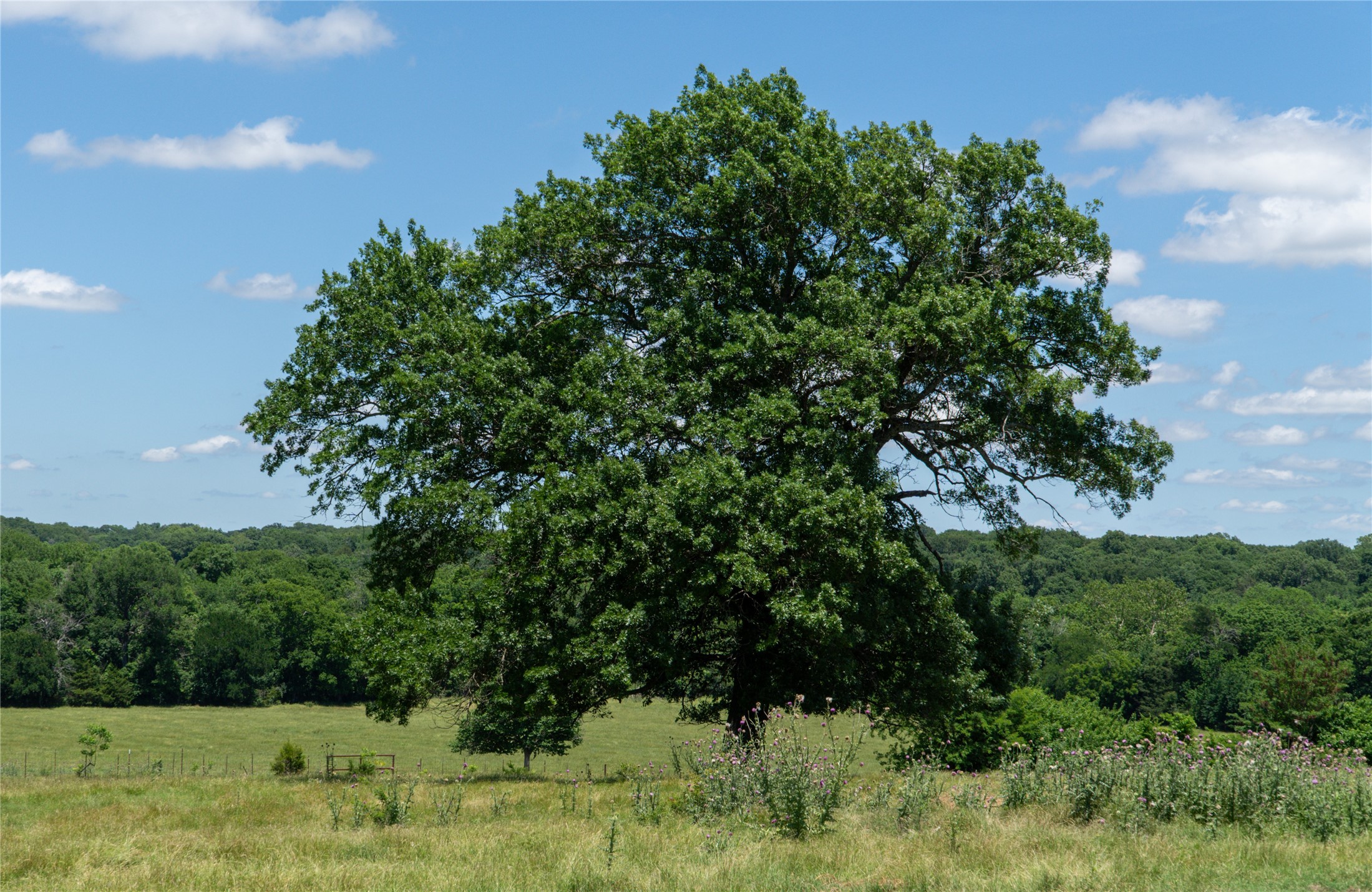 248 Shaffer Road Denison TX 75021