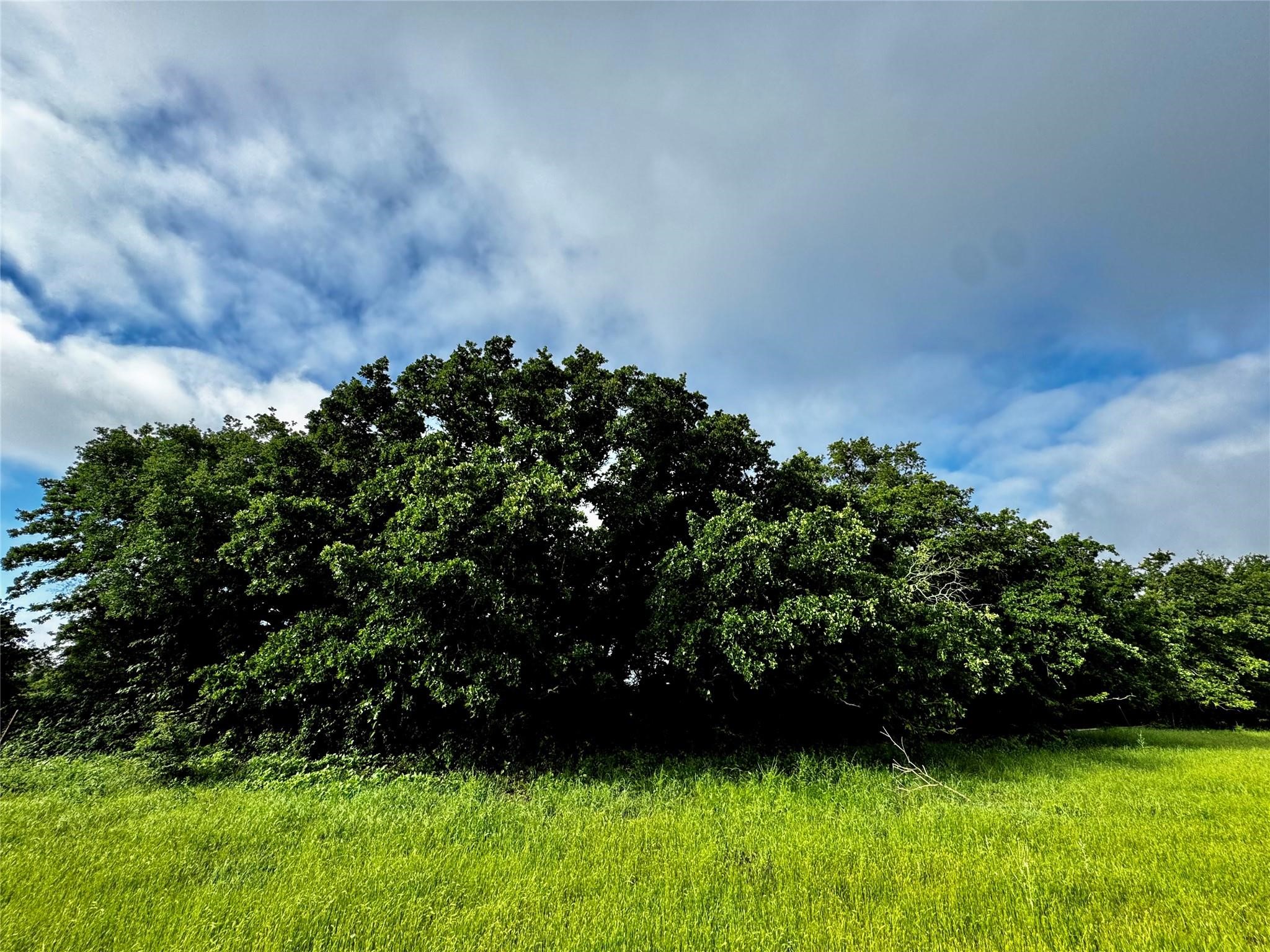 16 Acres Fm 1655 Cr-1460 Chico TX 76431