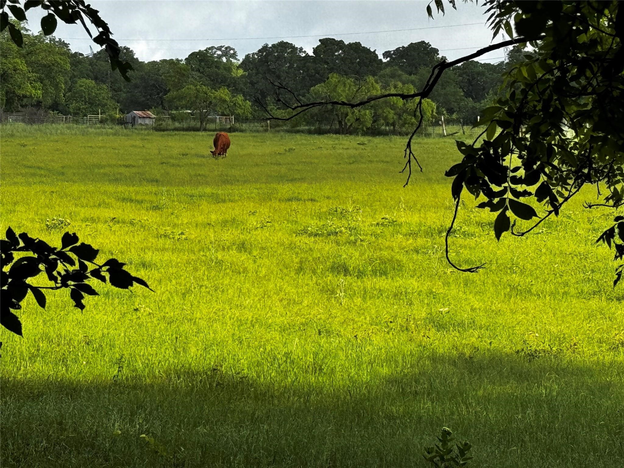 16 Acres Fm 1655 Cr-1460 Chico TX 76431