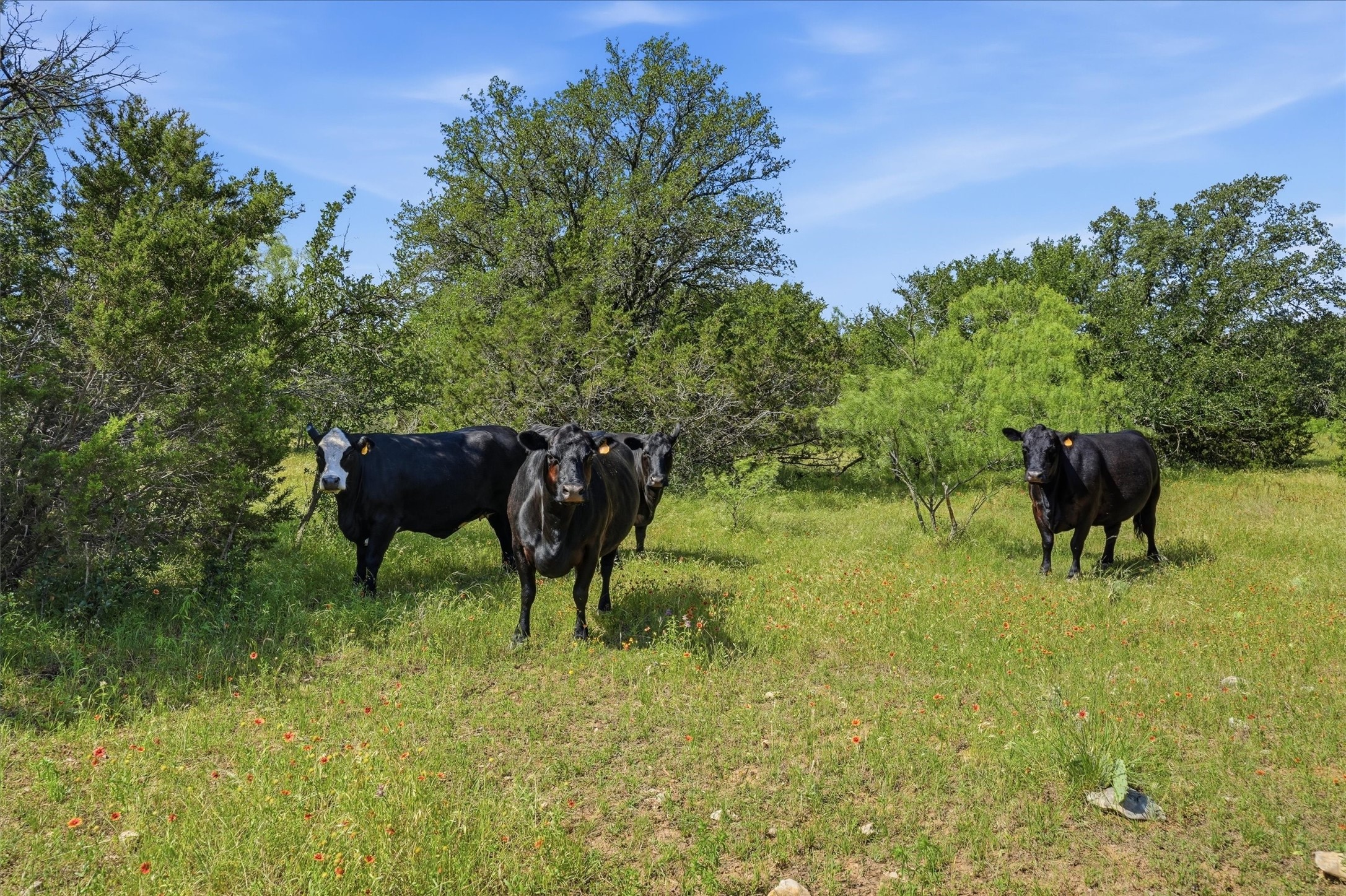 4548 Farm To Market 1148 Graham TX 76450