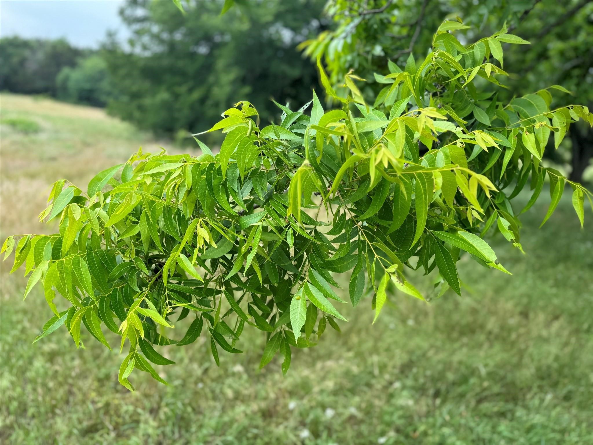 693 Gilbreath Road Sadler TX 76264