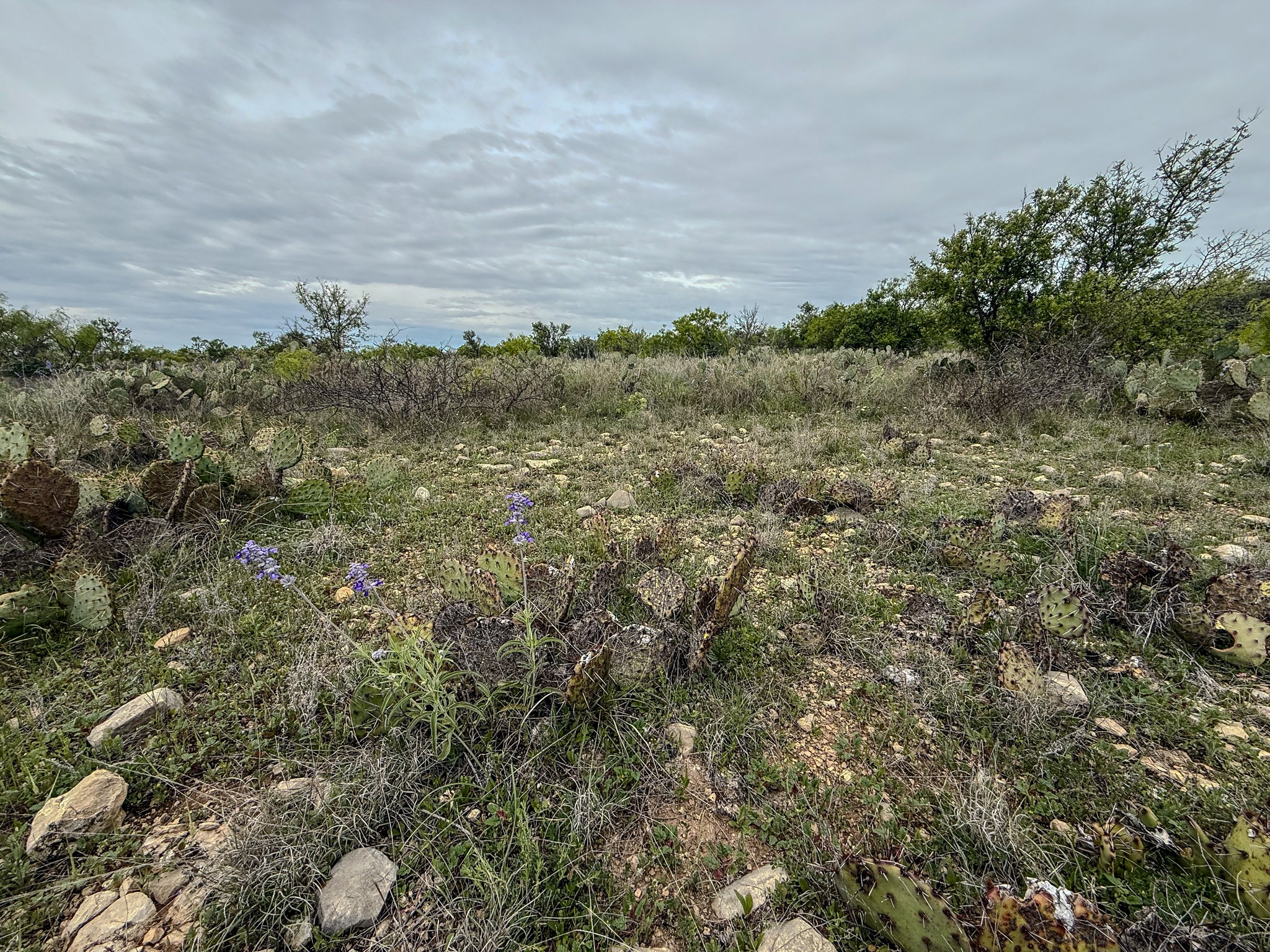1124 County Road 322 Voss TX 76888