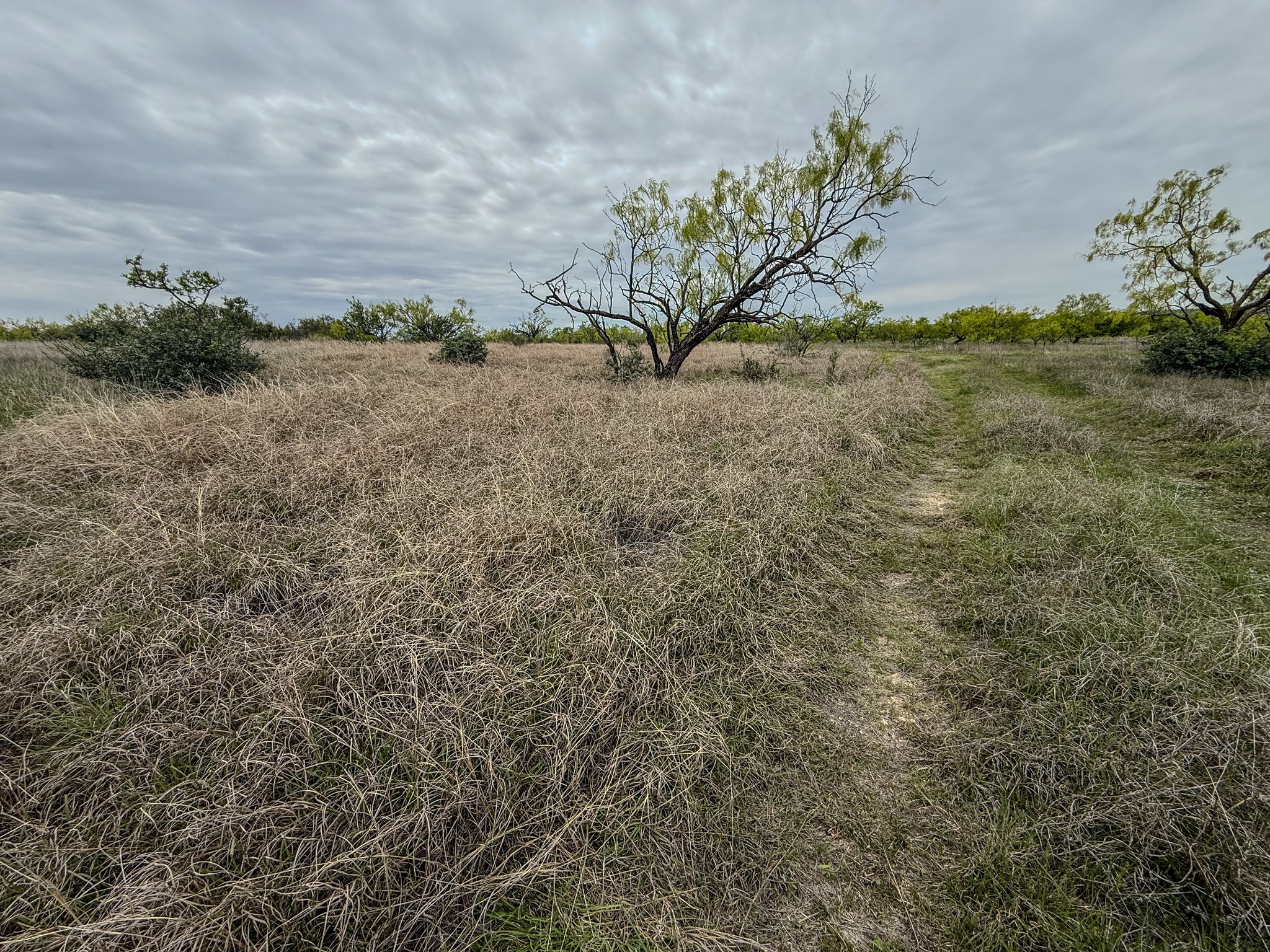 1124 County Road 322 Voss TX 76888