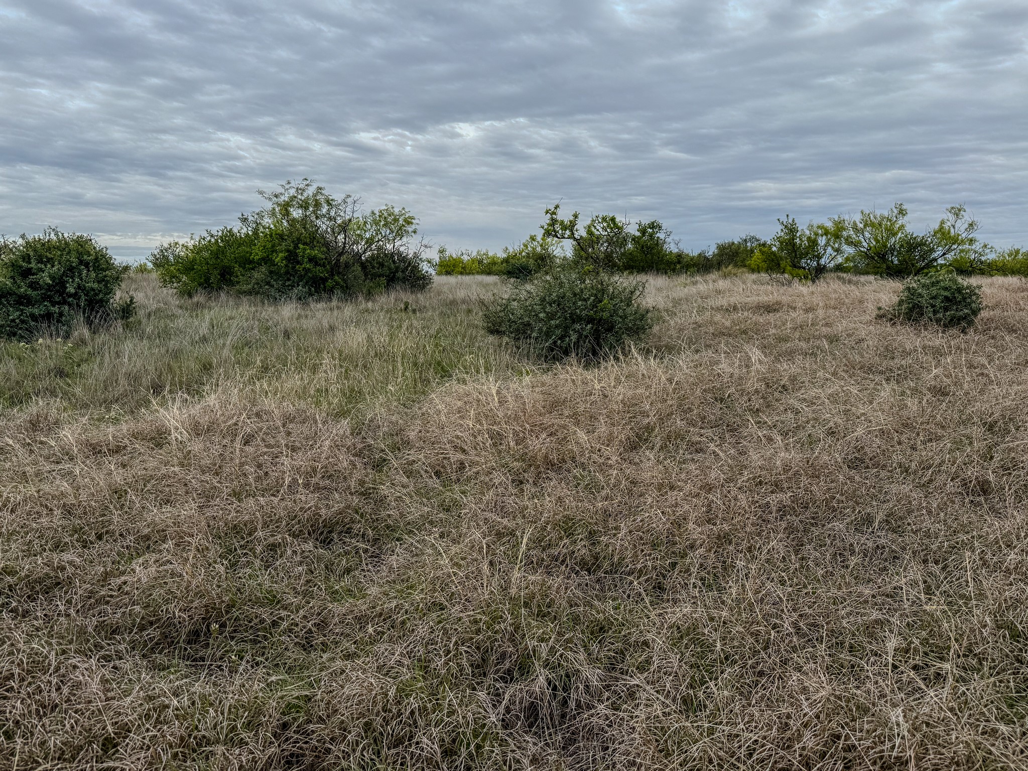 1124 County Road 322 Voss TX 76888