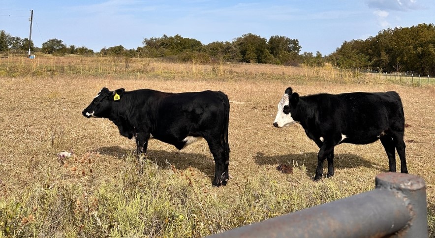 Track 1 County Road 1589 Chico TX 76431