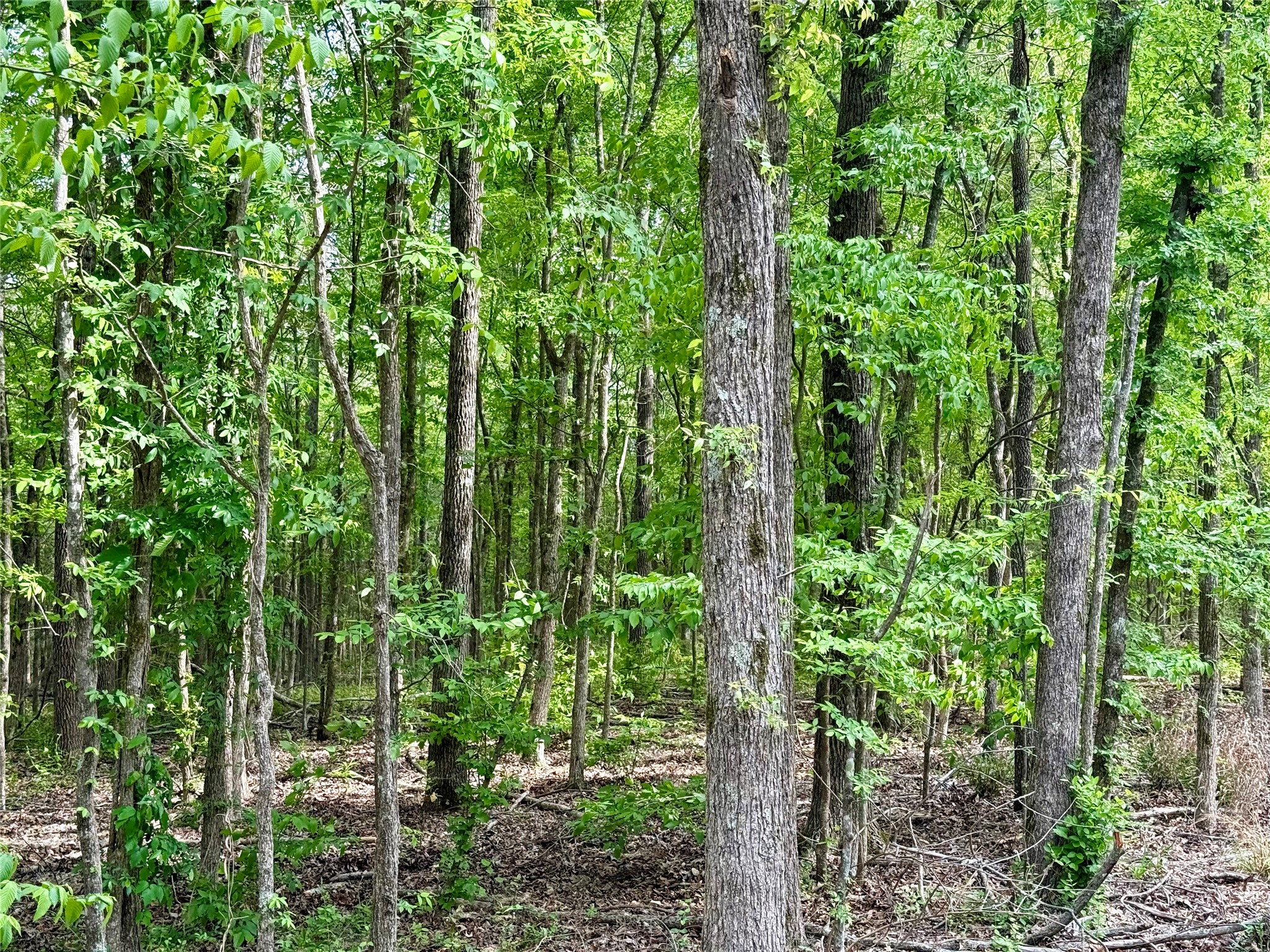 Tbd County Road 4131 Mount Vernon TX 75457