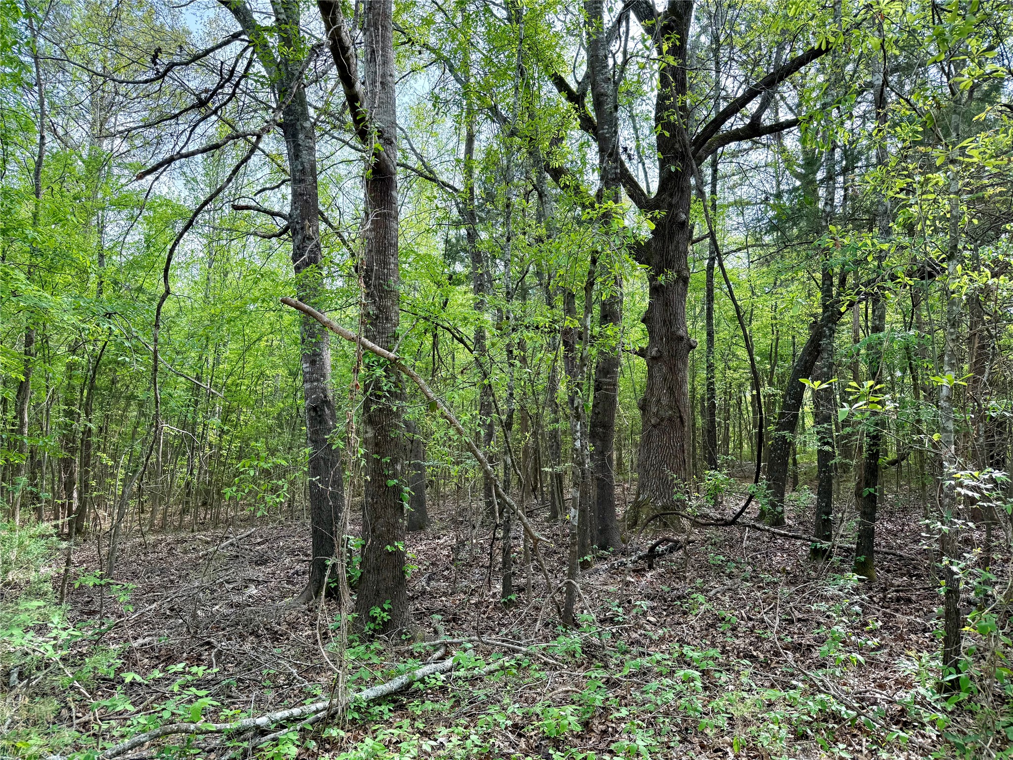 Tbd County Road 4131 Mount Vernon TX 75457