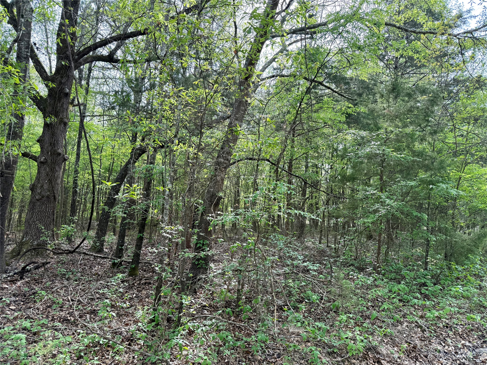 Tbd County Road 4131 Mount Vernon TX 75457