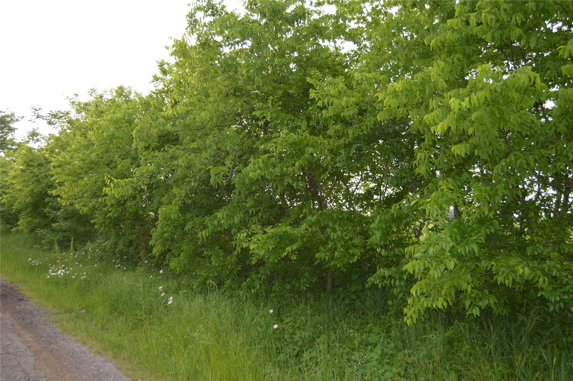Tbd Lot 2 Rs County Road 1520 Point TX 75472