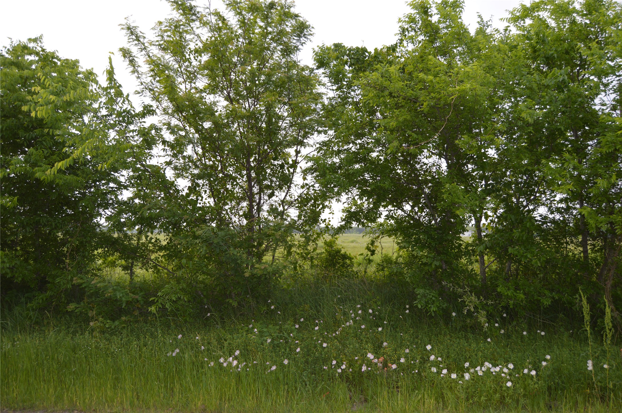 Tbd Lot 2 Rs County Road 1520 Point TX 75472